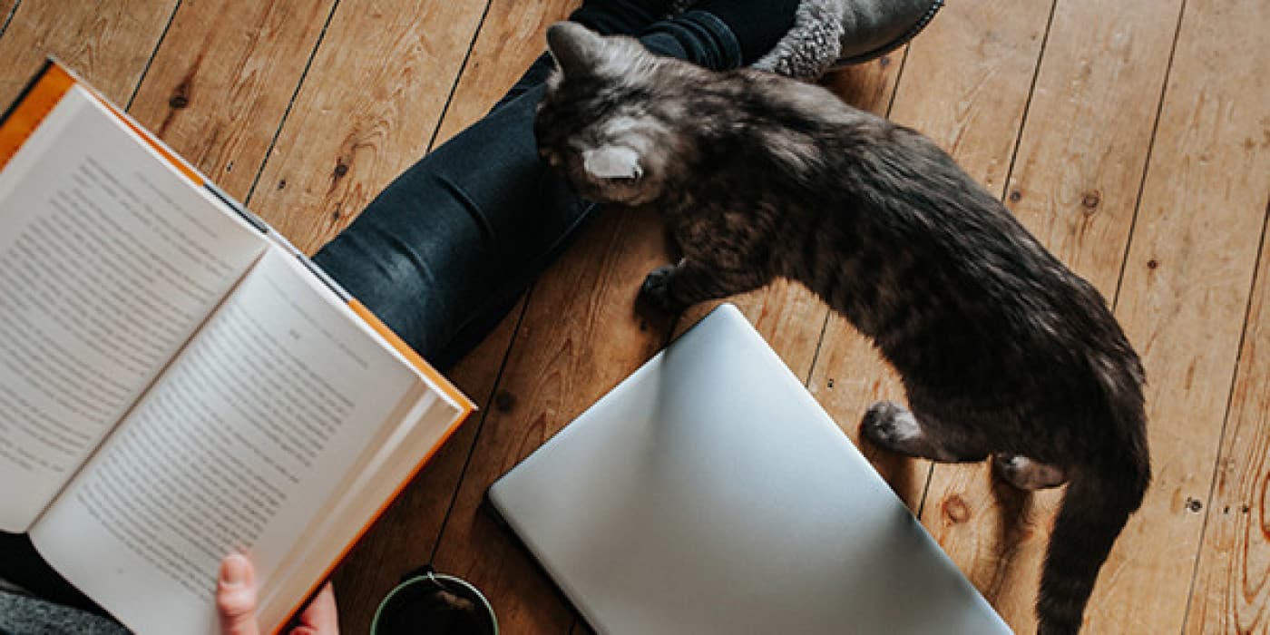 Kediler ve Obsesif Kompulsif Davranışlar - Obsesif kompulsif bozukluğu duymuş olabilirsiniz ancak kedilerin de bu bozukluğun formlarına sahip olabileceğini biliyor muydunuz? Kedilerde obsesif-kompulsif davranışlar, kedinizin obsesif-kompulsif bozukluğu olduğu anlamına gelebilir. Bununla birlikte, davranışlar aslında diğer sağlık veya davranış sorunlarına ikincil olabilir. Obsesif-Kompulsif Bozukluk Nedir? Genellikle OKB olarak kısaltılan obsesif-kompulsif bozukluk, bir kedinin görünüşte iyi bir sebep olmadan belirli “ritüellere” girmesine neden