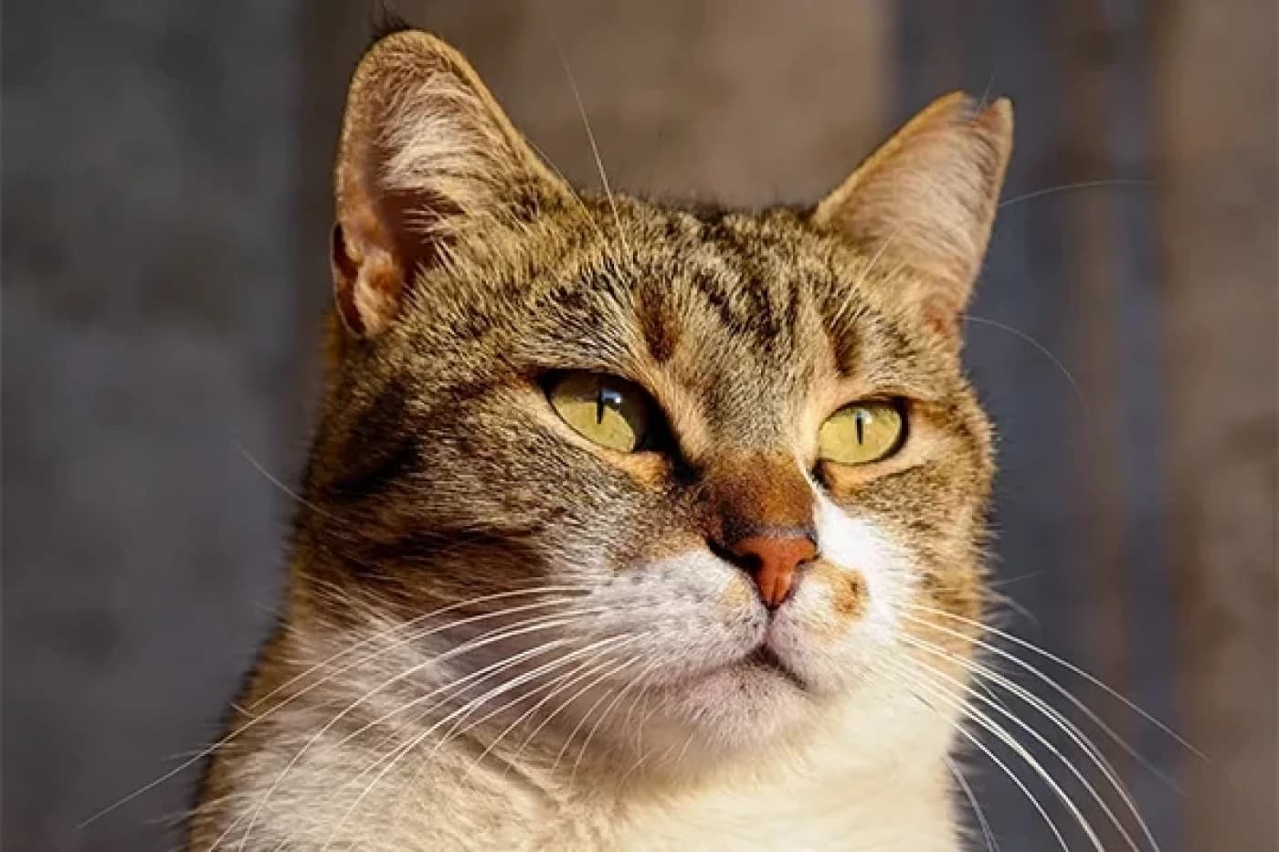 Kediler Yeni Mamaya Nasıl Alıştırılmalı? - Kedilerde Yeni Mamaya Geçiş Süreci Nasıl Olmalıdır? Kediler bazı durumlarda başka bir mama yemeyi reddeder ve sahiplerini zor duruma sokabilir. Kedi sahipleri ise bu durum karşısında ne yapacağını bilemez. Kedilerinizi direkt olarak yeni bir mamaya geçirmeden önce eski mama ve yeni mamayı karıştırmayı deneyebilirsiniz. Hala eski mamasının kokusunu alan kediler bu durumu anlamadan yeni mamayı