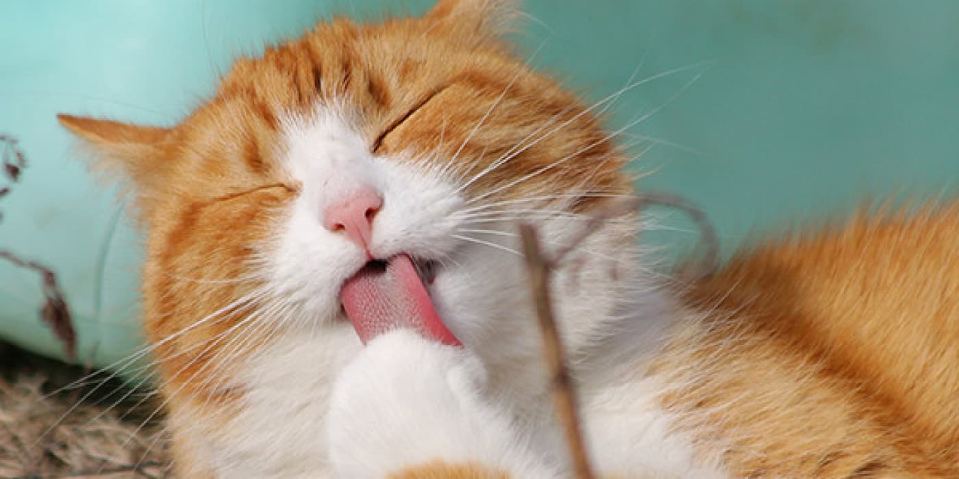 Kediler Yumurta Yiyebilir mi? - Yumurta hazırlamanın birçok yolu vardır. Tamamen pişirildikten sonra yumurtadaki protein kediler için iyi olabilir. Ama kediniz yumurta yiyecek mi? Bu başka bir konu. Kediniz için bir ziyafet olarak yumurtaları nasıl hazırlayabileceğinizi görmek için okumaya devam edin. Yumurta Kediler için İyi mi? Etçil olan kediler, yumurtaların protein ve amino asitlerinden yararlanır. Ancak, kedinize yemesi için yumurta