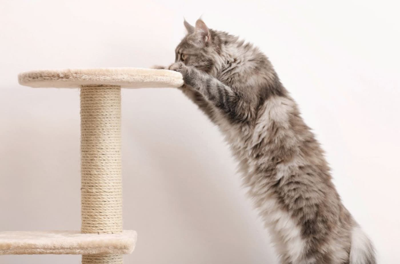 Kedilerde Dejeneratif Eklem Hastalığına Doğal Destek - Kedilerde Dejeneratif Eklem Hastalığına Doğal Destek Dejeneratif eklem hastalığı, yaşlı kediler arasında en yaygın görülen rahatsızlıklardan biridir. Çoğunlukla, eklem hastalıkları kaçınılmazdır çünkü doğal yaşlanma sürecinin bir parçasıdır. Yıllarını sağlıklı ve aktif bir yaşam tarzıyla geçiren kedilerde bile artrit veya diğer dejeneratif hastalıklar gelişebilir. Eklem sorunlarının tedavisi olmasa da evcil hayvan ebeveynlerinin kedilerinin rahatsızlığını giderebilecekleri pek