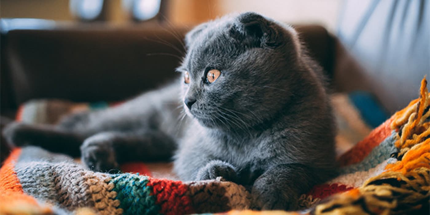 Kedilerde Dikkat Çekme Davranışı Nasıl Belirlenir ve Çözülür? - Kedi davranışlarıyla ilgili en yaygın şikayetlerden biri yüksek sesle miyavlamalarıdır. Bazen dikkat çekmek için yapılan bu davranışı ağlama olarak da tanımlayabiliriz. Bu davranışların her ikisinin de nedenleri fiziksel, duygusal veya her ikisi birden olabileceğinden, olası nedenler hakkında biraz gözlem yapmamız gerekir. Bazen bir “davranış sorunu” gibi görünen şey, belirli bir kedide tamamen normal davranış olabilir.