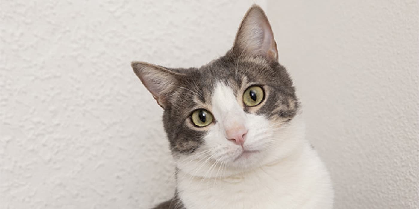 Kedilerde Dikkat Çekme Davranışının 7 Nedeni - Kedi davranışlarıyla ilgili en yaygın şikayetlerden biri, aşırı ses çıkarmalarıdır; bazen dikkat çekmek için yapılan davranışlara eşlik eden yüksek sesle miyavlama veya ağlama… Bu davranışların her ikisinin de nedeni fiziksel, duygusal veya her ikisi birden olabileceğinden, olası nedenler hakkında biraz çalışma ve gözlem yapmanız gerekir. Bazen bir “davranış sorunu” gibi görünen ya da düşünülen şey,