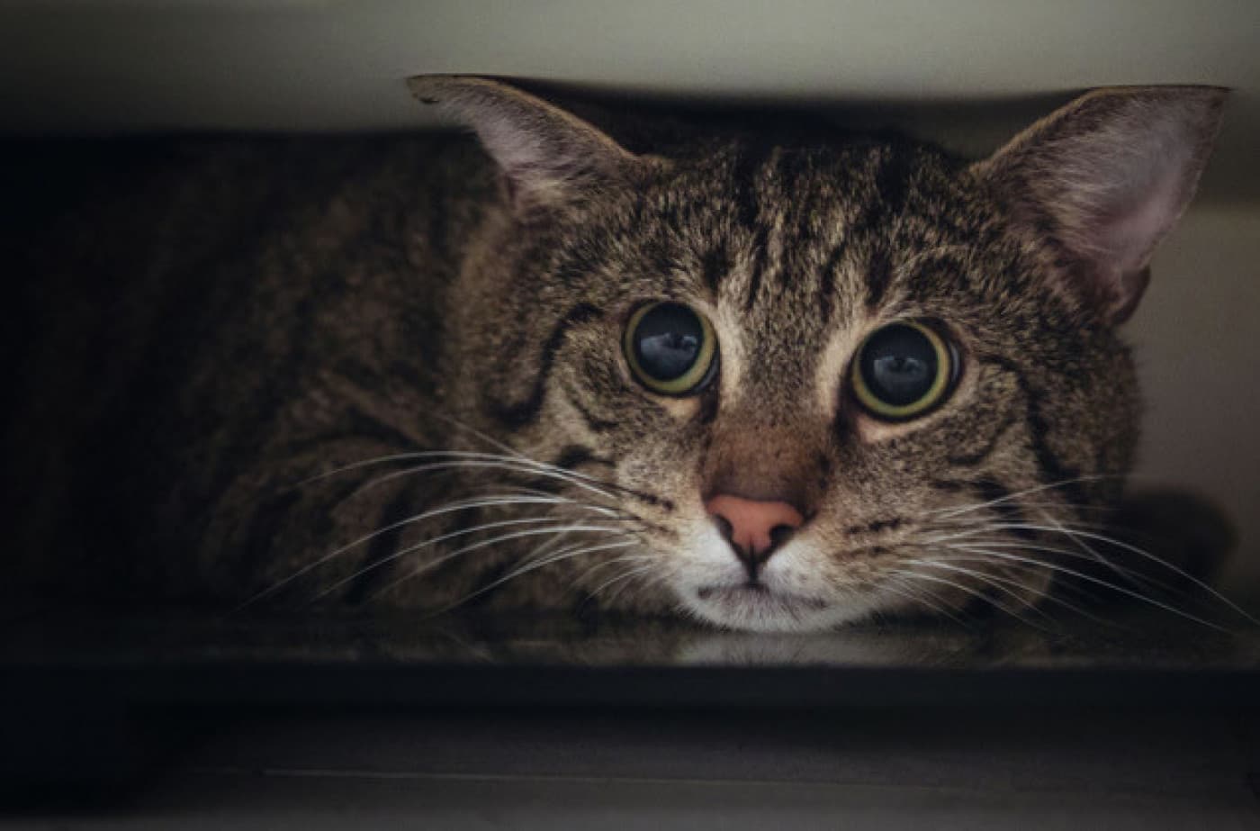 Kedilerde Fobilere Neden Olan 5 Durum - Kedilerde Fobilere Neden Olan 5 Durum Kediler, yaşadıkları yerde kontrol sahibi olmayı seven, belirli bir rutin içinde yaşayan hayvanlardır. Bu nedenle çevrelerinde oluşan herhangi bir değişiklik kedileri korkutur. Bu korku, olağandışı, aşırı derecede bir korku halini almaya başladığında fobi oluşmaya başlamaktadır. Kedilerde fobiye neden olan bazı durumlar: Beklenmedik, ani sesler. Gök gürültüsü, alarm, siren, farklı