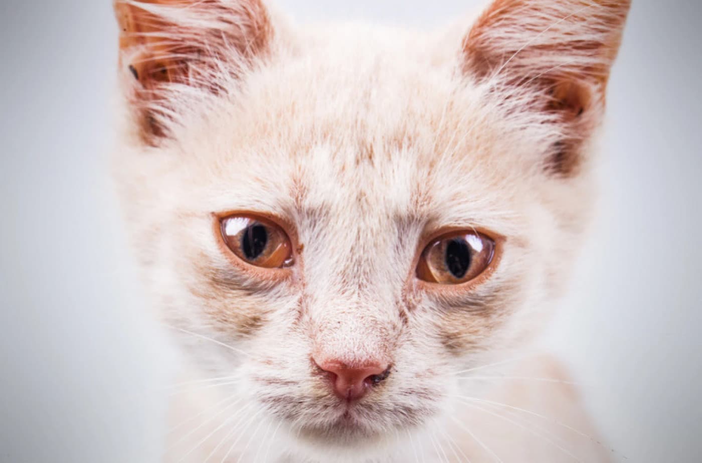 Kedilerde Göz Akıntısı - Kedilerde Göz Akıntısı Normalde parlak ve net olan kedinizin gözleri son zamanlarda biraz bulanıklaşmışsa, bazen gözlerine pati atıyorsa, yüzünü kanepeye veya halıya sürtüyor ise bunlar kedinizin gözlerinde bir sıkıntı olduğunun habercisidir. Basit bir nezleden ciddi bir rahatsızlığa, kedinizin göz akıntısına sebep olabilecek bir sürü etken vardır. Kedilerde Göz Akıntısı Sebepleri Nelerdir? Sağlıklı bir kedinin gözleri,