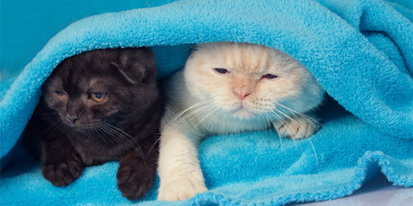 Kedilerde Grip - İnsanlarda olduğu gibi kedilerde de grip durumu görülebilir. Kedilerde grip belirtileri genel olarak insanlarla benzer özellikler taşımaktadır. Genelde yaşlı gözler, akan burun ve şişkin boğaz belirtileri ortaya çıkmaktadır. Bunun yanında gribin ilerlemesiyle kas ve eklem ağrıları, ağız içerisinde yara, ateş gibi belirtileri de görülebilmektedir. Kedi gribi, yetişkin kediler söz konusu olduğunda fazla ciddi bir hastalık