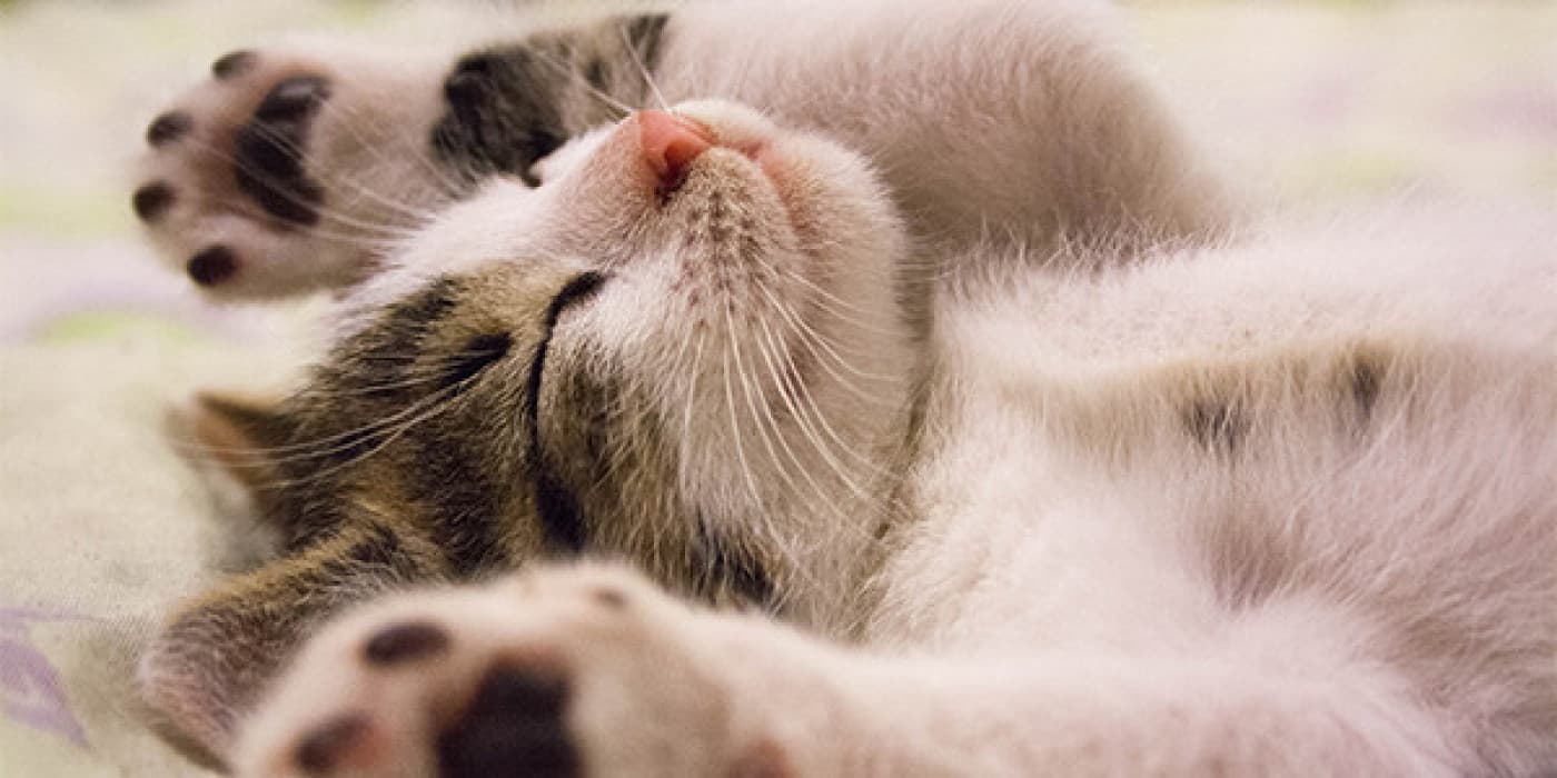 Kedilerde Horlama - Horlama Nedir? Horlama, uyku sırasında üst solunum yolundaki gevşek dokunun titreşmesiyle oluşan bir sestir. Horlama, üst solunum yollarındaki burnu, ağzın arkasını veya boğazı içeren pasajların nefes alma sırasında duyulabilir şekilde titreşmesiyle oluşur. Titreşimler ve bunun sonucunda ortaya çıkan horlama, üst solunum yollarının dokuları uyku sırasında gevşediğinde ortaya çıkar. Kedilerde horlama normal olabilir, ancak bazı durumlarda