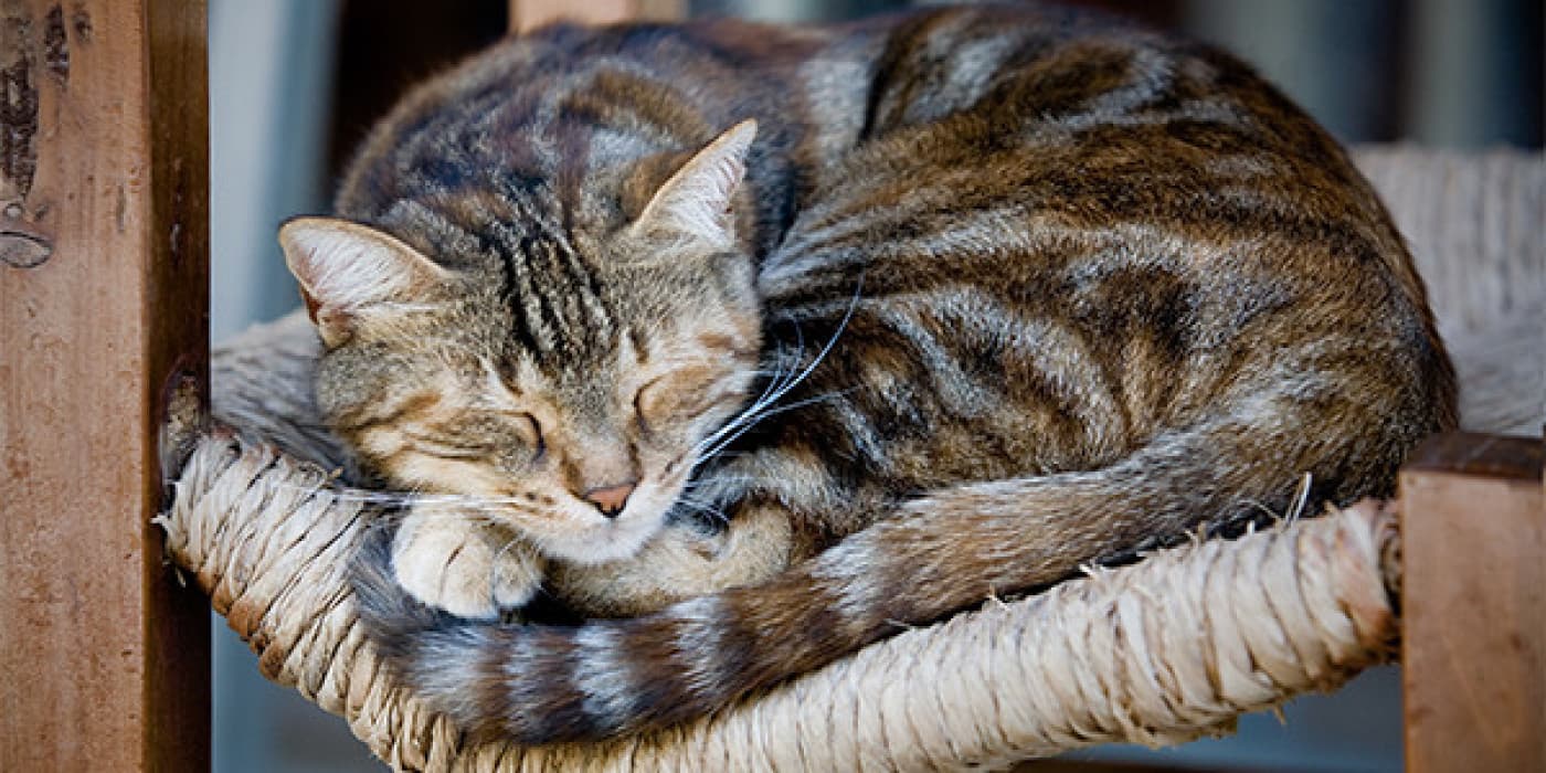 Kedilerde İdrar İşaretlemesi - Uygunsuz idrar yapma, pet sahiplerinin kedi arkadaşlarıyla yaşadığı en yaygın sorunlardan biridir. Bu davranış, birçok nedenden dolayı ortaya çıkabilir. Böbrek sorunları ve artrit gibi tıbbi sorunlar, kedinizin yanlış yere idrar yapmasına neden olabilir. Bu sorunlar zaten ekarte edilmişse, neden davranışsaldır. Kediler Neden Püskürür veya İdrar İşaretler? Hayvanlar dünyasında kokular aracılığıyla iletişim kurmak normaldir. Daha önce