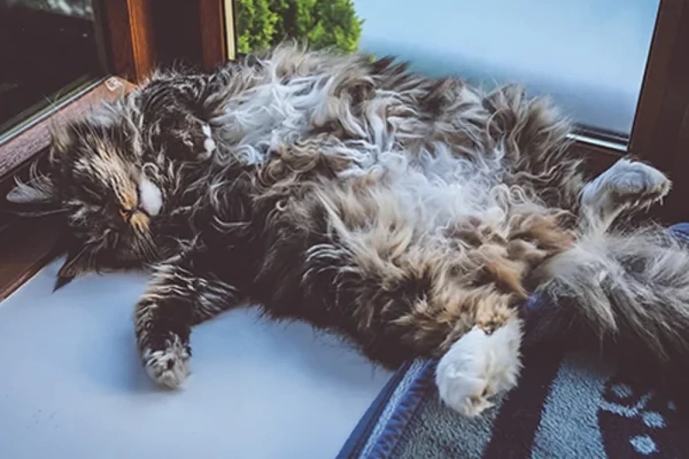 Kedilerde Karın Ağrısının Nedenleri - Kedilerde Karın Ağrısının Nedenleri Kedilerde Peritonit Karın dokularının veya peritonun ani iltihaplanması nedeniyle karında oluşan akut ağrıya tıbbi olarak peritonit denir. Sıvının periton boşluğuna kaymasına neden olarak ciddi dehidrasyona ve elektrolit dengesizliğine yol açar. Bu bozukluk mide gribi gibi bulaşıcı nedenlere bağlı olabileceği gibi fıtık gibi bulaşıcı olmayan nedenlere de bağlı olabilir. Genç kedilerde enfeksiyöz