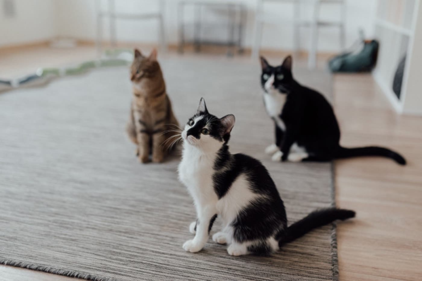 Kedilerde Kilo Problemi ve Nedenleri - Kedilerde Kilo Problemi ve Nedenleri Kediler, sağlıklı bir yaşam için uygun miktarda kiloya sahip olmalıdır. Ancak, obezite ve kilo alımı gibi kilo sorunları, evcil kedilerin karşılaştığı sıkıntılardan biridir. Kedilerde kilo sorunlarına neden olan faktörler, çeşitli faktörlerden kaynaklanabilir ve bu nedenlerin anlaşılması, evcil kedilerin kilo sorunlarından korunmasına yardımcı olabilir. Kedilerin Kilosu Neden Önemlidir? Kedilerin sağlıklı bir