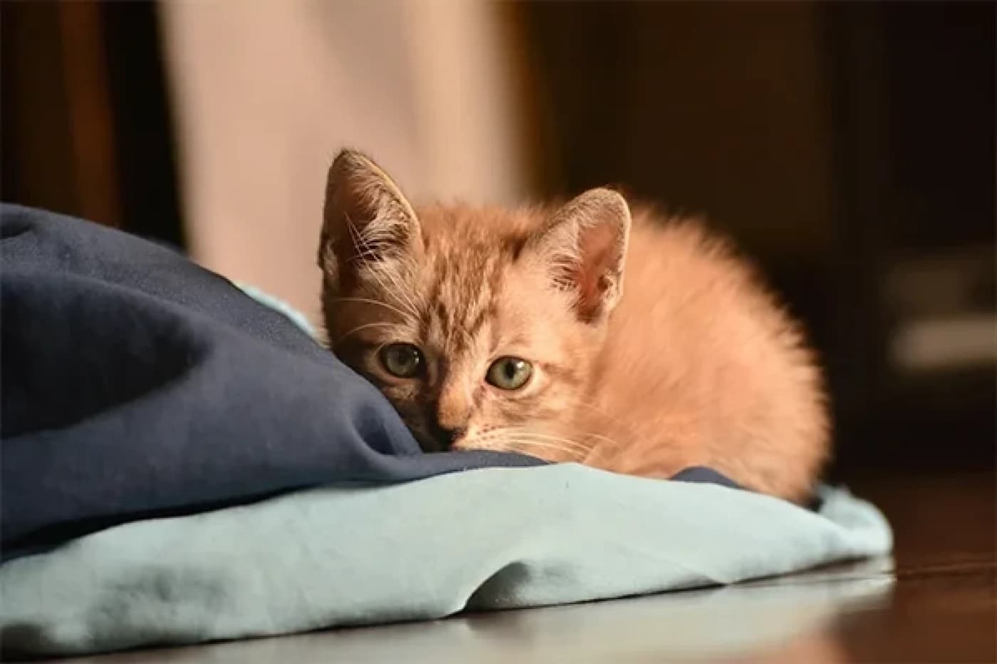 Kedilerde Kırmızı Diş Etleri, Diş Eti İltihabı Nedenleri ve Tedavisi - Kedilerde Kırmızı Diş Etleri, Diş Eti İltihabı Nedenleri ve Tedavisi Kedilerin hastalıkları gizlediği bilinmektedir, bu nedenle kedinizin hasta olduğuna dair işaretleri tespit etmek zor olabilir. Kedinizin genel sağlığının en önemli işaretlerinden biri diş etlerinin rengidir. Sağlıklı bir kedinin diş etleri açık pembe renkte olmalıdır. Kedinizin koyu pembe veya kırmızı diş etleri varsa bu, altta yatan