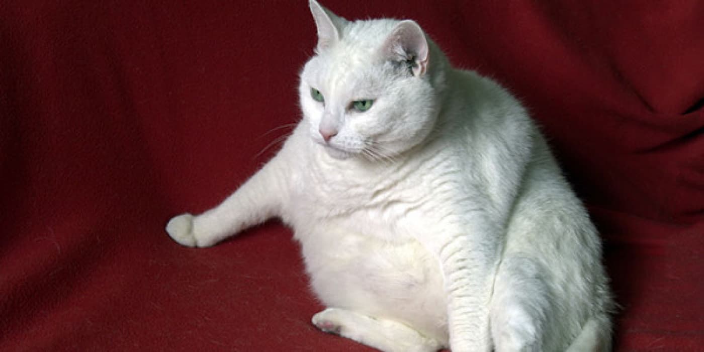 Kedilerde Obezite - Çağımızın hastalığı olarak bilinen obezite insanlarla birlikte hayvanları, özellikle de evcil hayvanları etkiliyor. Obezite kontrol altına alınmadığında insanlarda olduğu gibi hayvanlarda da yaşam kalitesini düşürebilir ve daha kötüsü hayati tehlike oluşturabilecek hastalıklara yol açabilir. Genelde ortalama ağırlığın yüzde 20 veya daha fazlası olan vücut ağırlığı olarak görülen kedi obezitesi, evcil kediler arasında en sık görülen