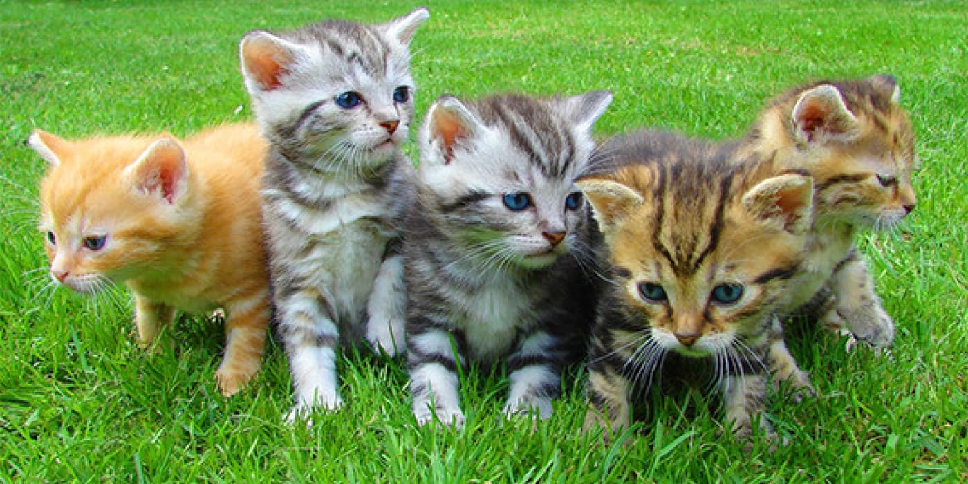 Kedilerde Pire ve Kene Nasıl Temizlenir? - Kedi Piresi Nasıl Olur? Kedi pireleri, bir yandan diğer yana bakıldığında basık görünen ve vücutları sertleşmiş olan küçük ve koyu-kahverengi-siyah renkte olan böceklerdir. Uçamazlar ancak zıplamak için kullandıkları güçlü arka bacakları vardır ve ağızları konaklarının derisini delecek ve kan emecek şekilde tasarlanmıştır. Yetişkinleri, baş üzerinde ve yakınında dikenler taşır. Bunlar haşere kontrol uzmanlarının çeşitli pire