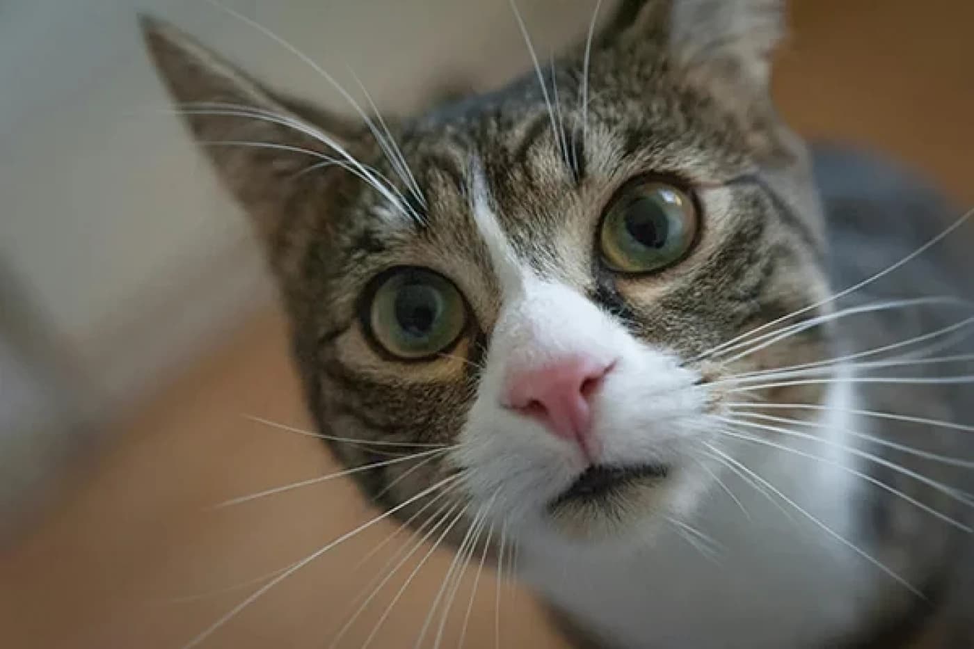 Kedilerde Sıcak Yaz Aylarından En Sık Rastlanan Hastalıklar - Kedilerde Sıcak Yaz Aylarından En Sık Rastlanan Hastalıklar Yaz aylarının sıcak günleri hem biz insanlar hem de evcil hayvanlarımız için bazı zorlukları beraberinde getirebilir. Özellikle kediler, sıcağa karşı oldukça hassas olabilirler. Bu nedenle, sıcak yaz aylarında kedilerin sağlığını korumak için dikkat edilmesi gereken birkaç yaygın hastalık vardır. Bu yazıda, kedilerde sıcak yaz aylarında en sık