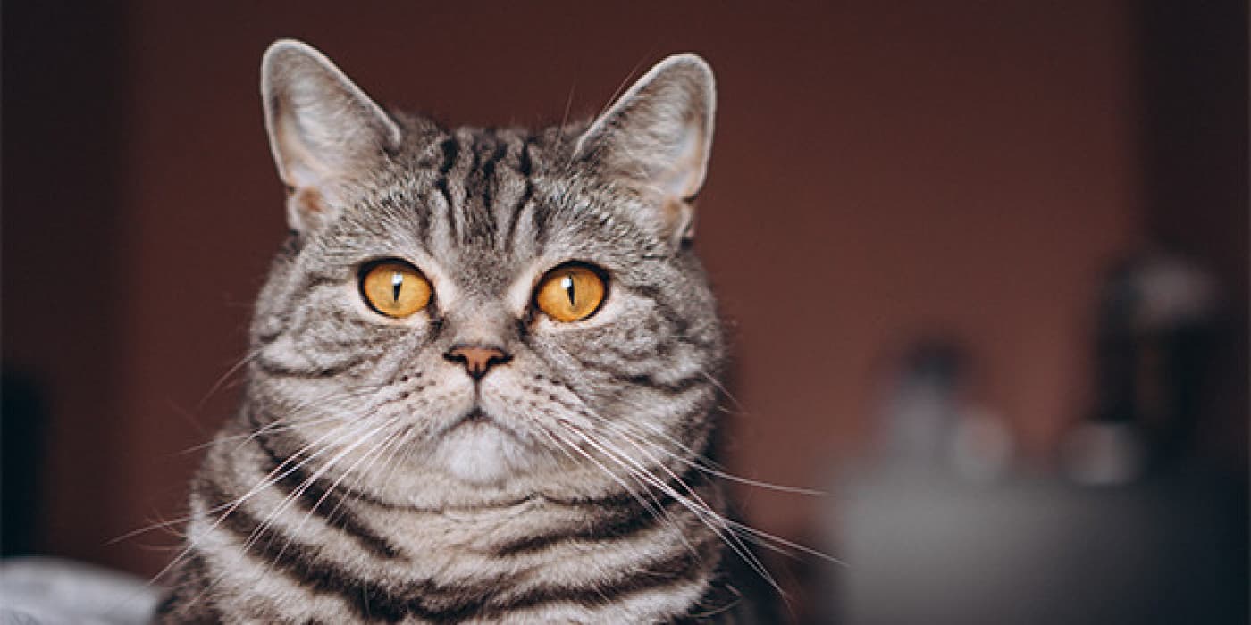 Kedilerde Stres - Bir kediniz varsa, muhtemelen bazı şeylerin onun saklanmasına, tıslamasına, kaçmasına ve hatta kum kutusunun dışında idrara çıkmasına veya dışkılamasına neden olabileceğini zaten biliyorsunuzdur. Tüm bu davranışlar çevreden gelen strese bağlı olabilir ve kedinize yardım etmek için bir şeyler yapabilmeniz için onları tanımanız önemlidir. Tamamen stressiz bir hayat yaşamak imkansızdır ancak bazı yaygın nedenleri ve tetikleyicileri