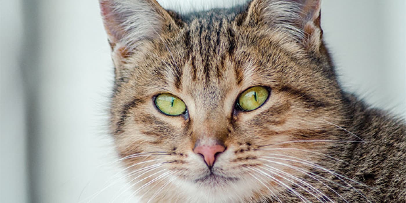 Kedilerde “Yıkıcı” Davranışlar, Nedenleri ve Çözüm Önerileri - Birçok pet sahibi, kedilerinin mobilya ve halıları çizdiğinden, kumaşları çiğnediğinden veya ev bitkilerini çiğnediğinden şikayet eder. Bu “yıkıcı” davranışlar sadece değerli eşyaları yok etmekle kalmaz, aynı zamanda kedinin sağlığına da zarar verebilir. Bu konuda yaygın bir yanılgı vardır; kedilerin ev eşyalarını yok ettiklerinde “intikam peşinde oldukları”dır ancak bu davranışlar normaldir ve oyunun bir parçasıdır, neyse