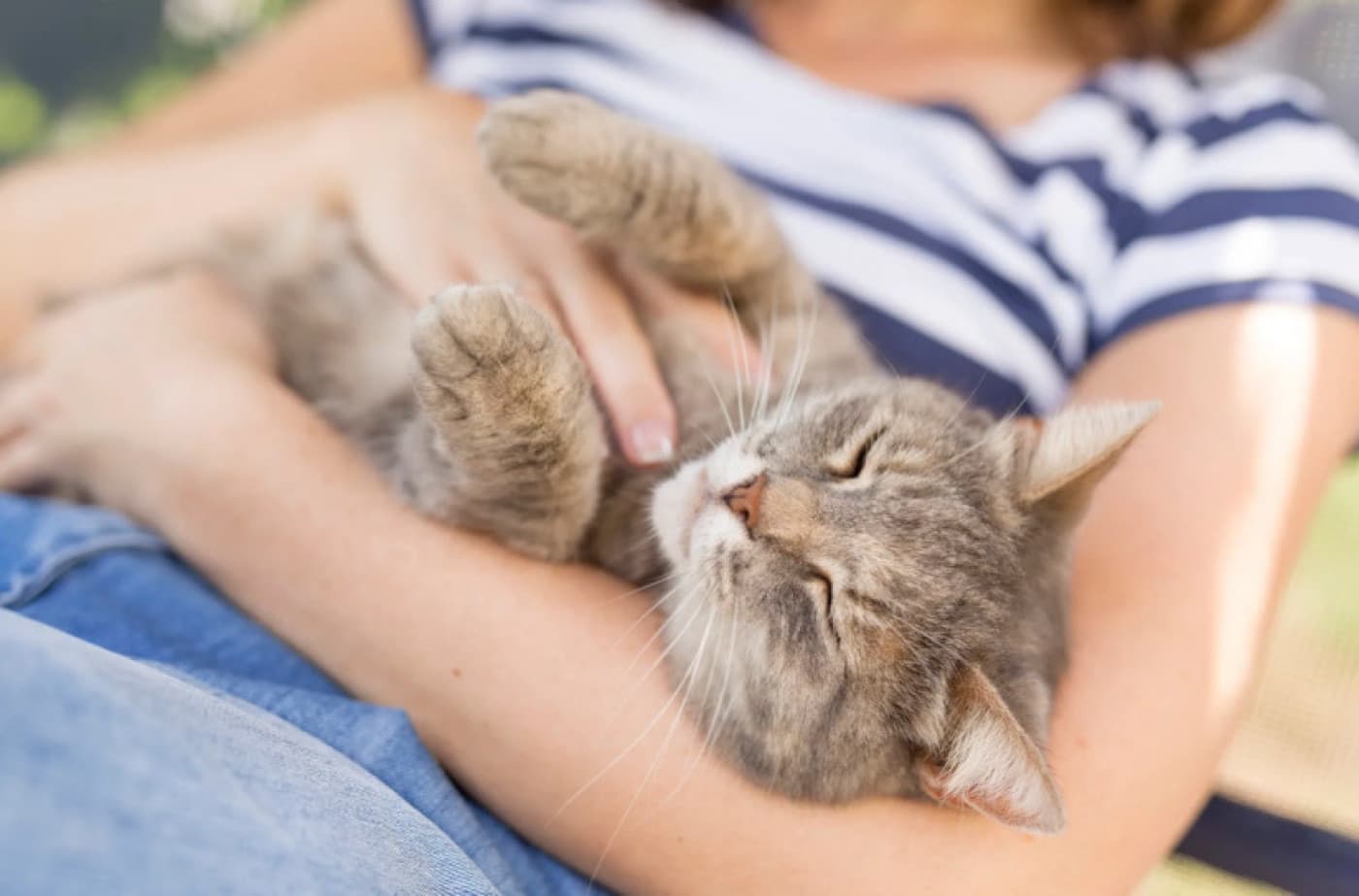 Kedilerden Neden Harika Arkadaş Olur? - Kedilerden Neden Harika Arkadaş Olur? Kediler, insan arkadaşlarına sunacakları çok şey olan güzel yaratıklardır. Kedilerin ilk olarak insanlar tarafından yaklaşık 5000 yıl önce evcilleştirildiği ve çiftçilerin mahsullerini farelerden ve diğer kemirgenlerden korumaya yardımcı olmak için kullanıldığı düşünülüyor. Bugün hala en sevilen evcil hayvanlardır, genellikle avlanma yetenekleri nedeniyle değil, aşağıda inceleyeceğimiz çeşitli diğer nedenlerden dolayı. Küçük evlerde