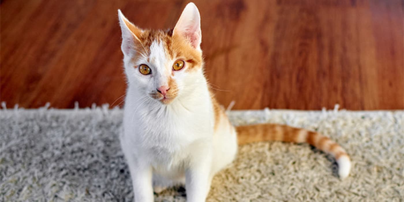 Kedileri Etkileyen 5 Yeme Bozukluğu - Çoğu kedi yemeği sever ancak bazıları için yeme bozuklukları ciddi sağlık sorunlarına neden olabilir. İnsanların yeme bozuklukları iyi bilinmesine rağmen, kedigilleri etkileyen yeme bozuklukları, kedi ebeveynleri tarafından yaygın olarak anlaşılmamaktadır. Bu yeme alışkanlıklarının çeşitli nedenleri ve tedavileri vardır ve olağandışı bir davranış görürseniz kesinlikle veterinerinize danışmalısınız. İşte bilmeniz gereken beş kedi yeme bozukluğu. 1. Aşırı