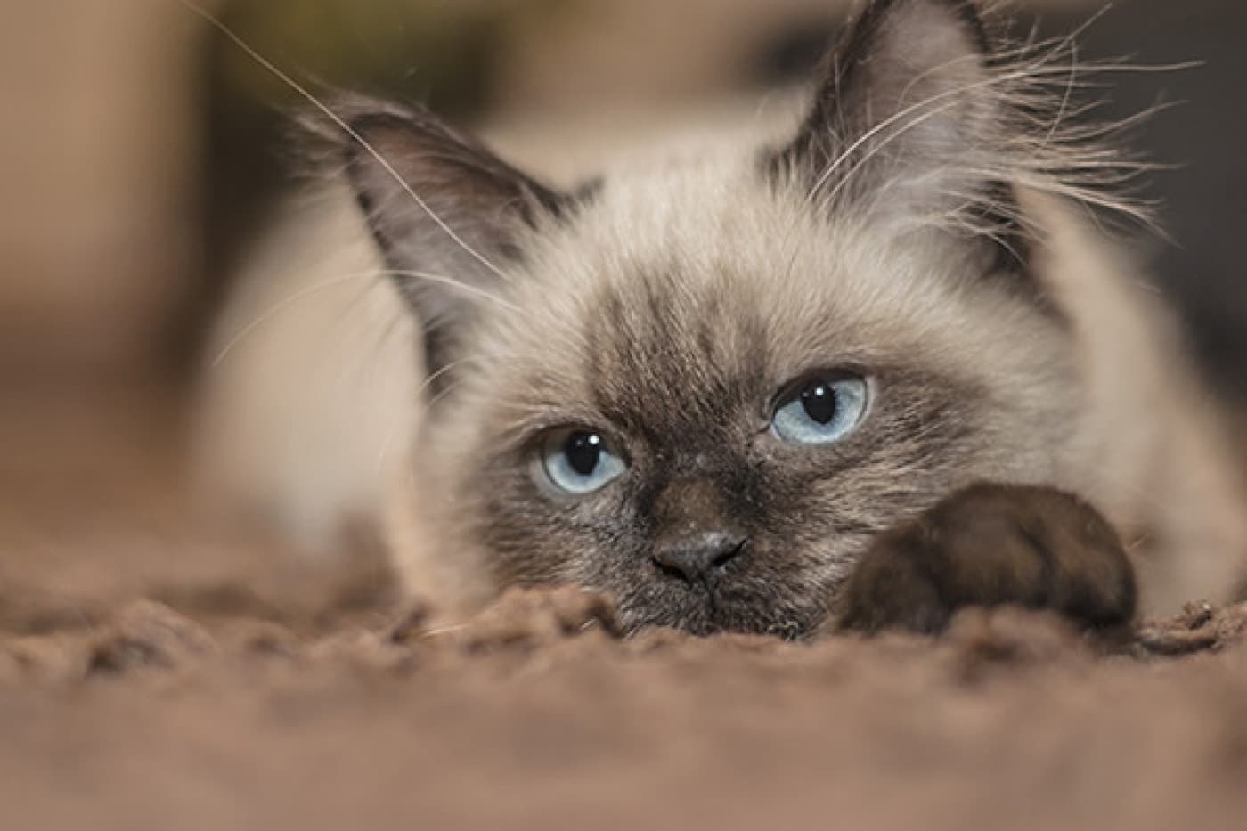 Kedileri Sevdiğinizde Neden Gözlerini Kapatırlar? - Kedileri sevdiğinizde gözlerini kapatmalarının birkaç nedeni vardır, en olası olanları aşağıdakiler gibidir: 1. Tamamen Rahatlamışlar Kediler doğuştan yırtıcıdır ve boyutlarına rağmen bazen onları çok fazla hareket halinde görebilirsiniz. Yani, ister oyuncak ister küçük bir kemirgen olsun, avlarıyla oynamayı severler. Öte yandan, baskın bir kedinin veya daha büyük bir yırtıcının saldırısına uğramamak için sürekli tetikte olmaları