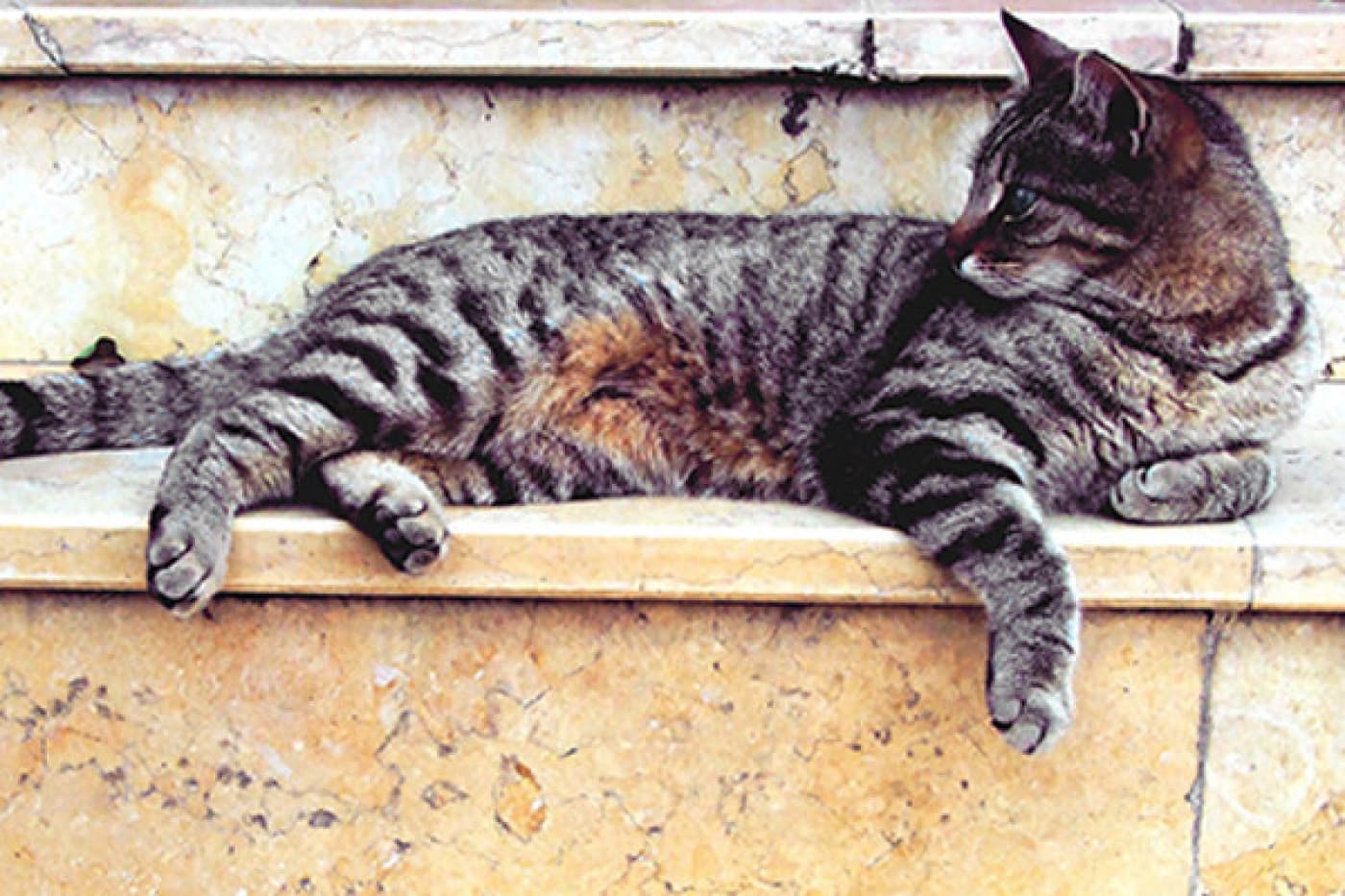 Kedilerin bakım ve beslenmesinde yaz aylarında nelere dikkat etmeliyiz? - Kedilerin bakım ve beslenmesinde yaz aylarında nelere dikkat etmeliyiz? Kediler, yaz aylarında sıcak havalardan etkilenebilir ve sağlık sorunlarıyla karşı karşıya kalabilirler. Bu nedenle, yaz aylarında kedilerin bakımı ve beslenmesinde dikkat edilmesi gereken birkaç faktör vardır. Suyun önemi: Sıcak havalarda, kedilerin susuz kalması kolaylaşabilir. Bu nedenle, kedilerinizin her zaman taze ve temiz suya erişimi olması gerekir. Ayrıca,