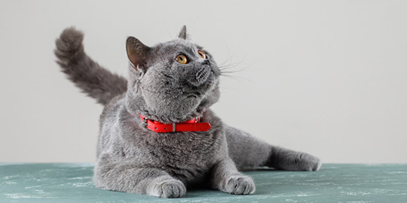 Kedilerin Beslenmelerinde Yağa İhtiyacı Var mı? - Diyetimize eklendiğinde yağın genellikle kötü bir şey olduğunu düşünürüz, bu nedenle çoğumuzun kedi mamasında da yağa karşı dikkatli olması şaşırtıcı değildir. Bununla birlikte, kedinizin sağlığı için bir miktar yağ gereklidir, hatta hayatidir. Kedi mamasında yağın nasıl ve neden önemli olduğuna bir göz atalım. Yağların türleri ve faydaları Kedi mamasında birçok yağ türü bulunur ve her