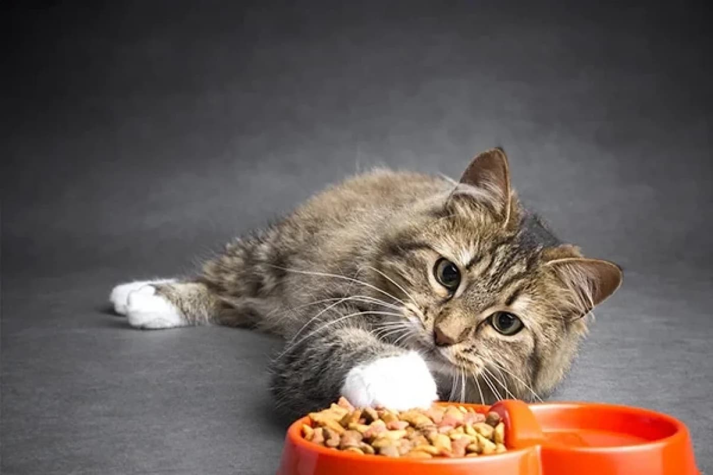 Kedilerin Yedikleri İlginç Şeyler - Kedilerin Sevdikleri Yiyecekler Nelerdir? Kedilerin sevdiği yiyecekler arasında birçok opsiyon sayılabilir. Kediler genel olarak birçok sebzeyi severek tüketmesi ile bilinirler. Kedilerin sevdiği besinler ise şu şekilde sıralanabilir; Yeşil fasulye, bezelye, ıspanak, kabak, domates ve havuç gibi sebzeler Muz, yaban mersini ve kavun gibi meyveler Yoğurt ve yumurta gibi yüksek protein kaynakları Kediler bu şekilde mama dışındaki