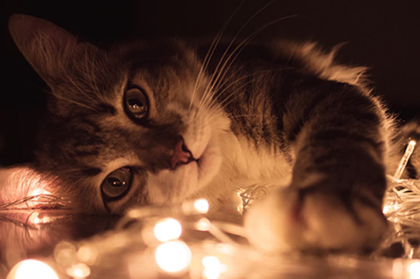 Kedim Neden Üzerime İşiyor? - Kediler bazen bölgelerini işaretlemek için, sağlık sorunları yaşadıkları için veya tuvalet kaplarını kullanırken kendilerini rahat hissetmedikleri için insanların üzerine işerler . Kediler kötü niyetli olmak için insanların üzerine işemezler, ya bir kazadır ya da bir tür sorunun (örneğin sağlık sorunları, korku, çtuvalet kabıyla ilgili sorunlar) sonucudur. Aşağıda, kedinizin üzerinize işeyebileceği en yaygın 5 nedeni listeledik.