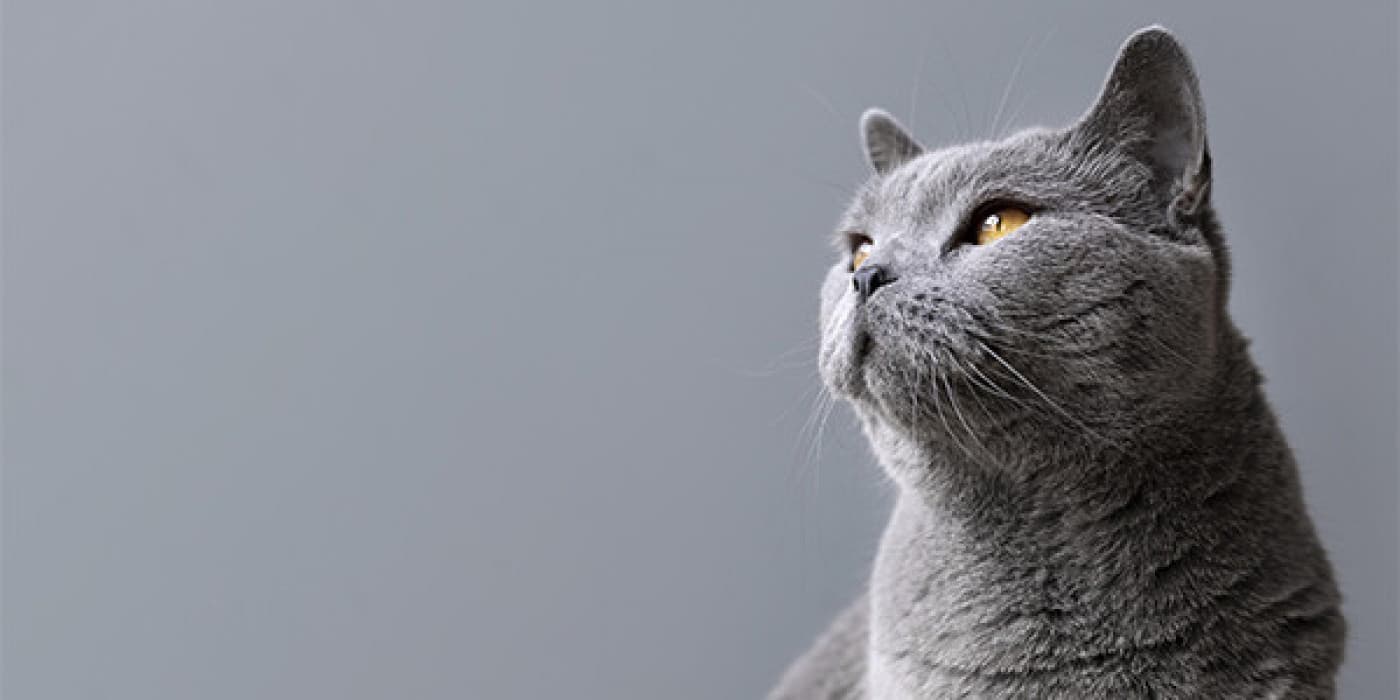 Kedinize Asla Vermemeniz Gereken Yiyecekler - Kedinizle bir şeyler atıştırmak istemeniz anlaşılabilir bir şey ama bunu yapmadan önce, kediler için hangi yiyeceklerin zehirli olduğunu bilmek önemlidir, çünkü birçok insan yiyeceği kedi dostlarımız için zehirlidir. Kediler ailemizin tam teşekküllü üyeleridir ve bu nedenle yemekler dahil her şeyi onlarla paylaşmak genellikle doğal görünür. Ancak mamasına bağlı olarak kendi tabağınızı paylaşmak kedinizin sağlığına zarar