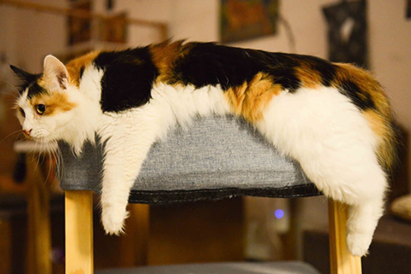 Kedinizin Benzersiz İhtiyaçları için Doğru Yiyeceği Seçme - Kediniz türünün tek örneğidir. Bu yüzden eşsiz lezzetleri hak ediyorlar. Sevimli dostunuz için yaşları, ırkları ve sağlık sorunlarını açıklayan bir kedi maması seçmeniz mantıklı bir davranış olacaktır. Ama binlerce evcil hayvan maması varken kediniz için doğru olanı nasıl seçersiniz? Doğru mamayı seçebilmeniz için öncelikle kedinizin besin ihtiyaçlarını anlamak önemlidir. Daha sonra kedinizin yaşam tarzı, yaşam tarzı ve sağlık sorunları hakkında düşünmeniz ve kedi maması türleri, malzemeleri ve maliyeti hakkında biraz araştırma yapmanız gerekecek. Bu biraz karmaşık gelebilir, ama bunu sizin için kolaylaştıracağız… Kedinizin Besin İhtiyaçlarını Anlamak İyi beslenme kediniz için olduğu kadar sizin için de önemlidir ama onların beslenme ihtiyaçları oldukça farklıdır! İnsanların aksine, bir kedinin daha az lif içeren yüksek yağlı bir diyete ihtiyacı vardır. Vejetaryen beslenmeyi tercih etseniz bile, kedilerin etobur olduğunu unutmayın. Optimal sağlık için hayvansal protein ve yağdan besinlere ihtiyaç duyarlar ve sağlıklı bir sindirim sistemi için liften ve enerji için karbonhidratlardan yararlanırlar. Kedi Maması Seçme ile İlgili Önemli Noktalar 1. Kedinizin Yaşam Sahnesi ve Yaşam Tarzını Düşünün Yavru kediler, yetişkin kediler, emziren anneler ve olgun ya da yaşlı kedilerin hepsi yaşam evrelerinin birer örneğidir ve her birinin farklı beslenme gereksinimleri vardır. Tüm kedi mamaları önerildikleri yaşam sahnesini ifade etmelidir. Bu yüzden mama seçimi yapılırken yavru-yetişkin-kısır gibi ana özellikler mutlaka ilk olarak dikkat edilmesi gereken konudur. Örneğin CatPlus Yavru Kedi Maması, CatPlus Yetişkin Kedi Maması ve CatPlus Kısırlaştırılmış Kedi Maması gibi… Sevimli dostunuzun yaşam tarzına göre besin ihtiyaçları da değişebilir. Ana faaliyeti kanepeyi korumak olan bir kedi dışarıda dolaşmaktan zevk alan biri kadar enerjiye ihtiyaç duymaz. Kedinin sağlıklı bir kiloya ulaşmak için birkaç kilo vermesi gerekiyor mu? Bu yüzden düşük tahıllı mama tercih edebilirsiniz.