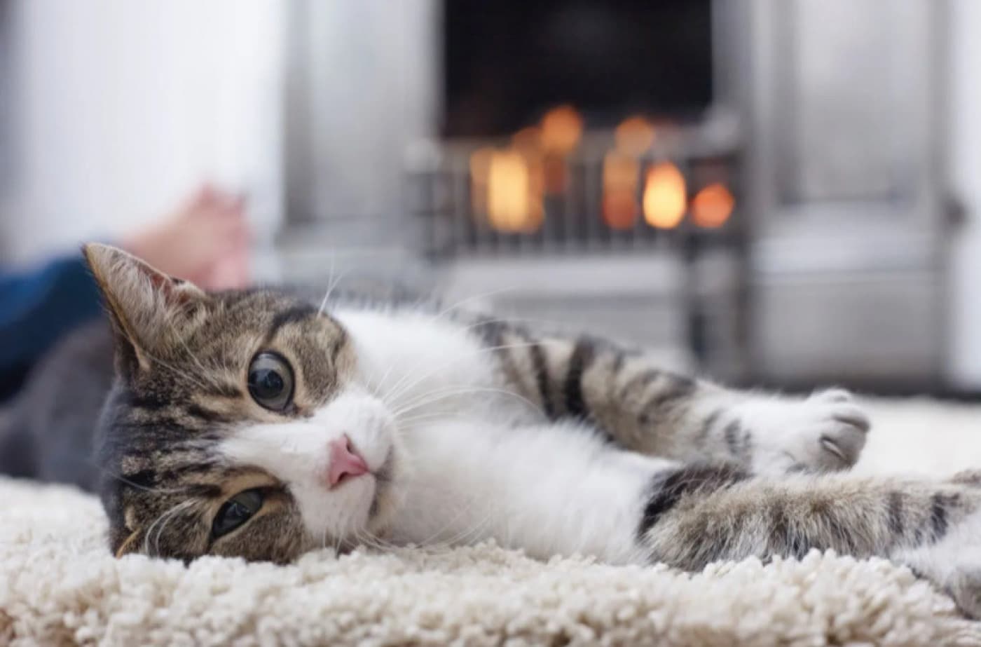 Kedinizin Daha Sağlıklı Olması İçin 5 İpucu - Kedinizin Daha Sağlıklı Olması İçin 5 İpucu Bir kedinin bakımı, onları beslemek ve biraz sevgi göstermekten çok daha fazlasını içerir. Eğer dostunuzun gerçekten sağlıklı bir şekilde yaşamını sürdürmesini istiyorsanız onlara mutlu ve formda olmaları için gereken her şeyi sağlamayı taahhüt etmelisiniz. Kedinizin uzun, mutlu ve sağlıklı bir yaşam sürmesine nasıl yardımcı olacağınıza dair 5 ipucu