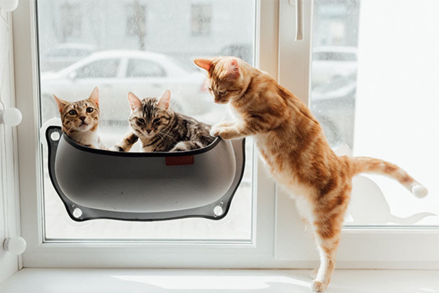 Kedinizin mamasını ne zaman değiştirmelisiniz? - Tam ve dengeli beslenme için kedi dostunuza günde iki kez sağlıklı yiyecek sağlamak çok önemlidir. Bununla birlikte, piyasada çok sayıda seçenek ve marka olduğu için doğru kedi mamasını seçmek oldukça kafa karıştırıcı olabilir. Kediniz için kaliteli besin içerdiği ve ihtiyaç duyduğu doğru miktarda besini aldığından emin olmak istersiniz. Ayrıca kedinizin sahip olabileceği alerjileri veya özel