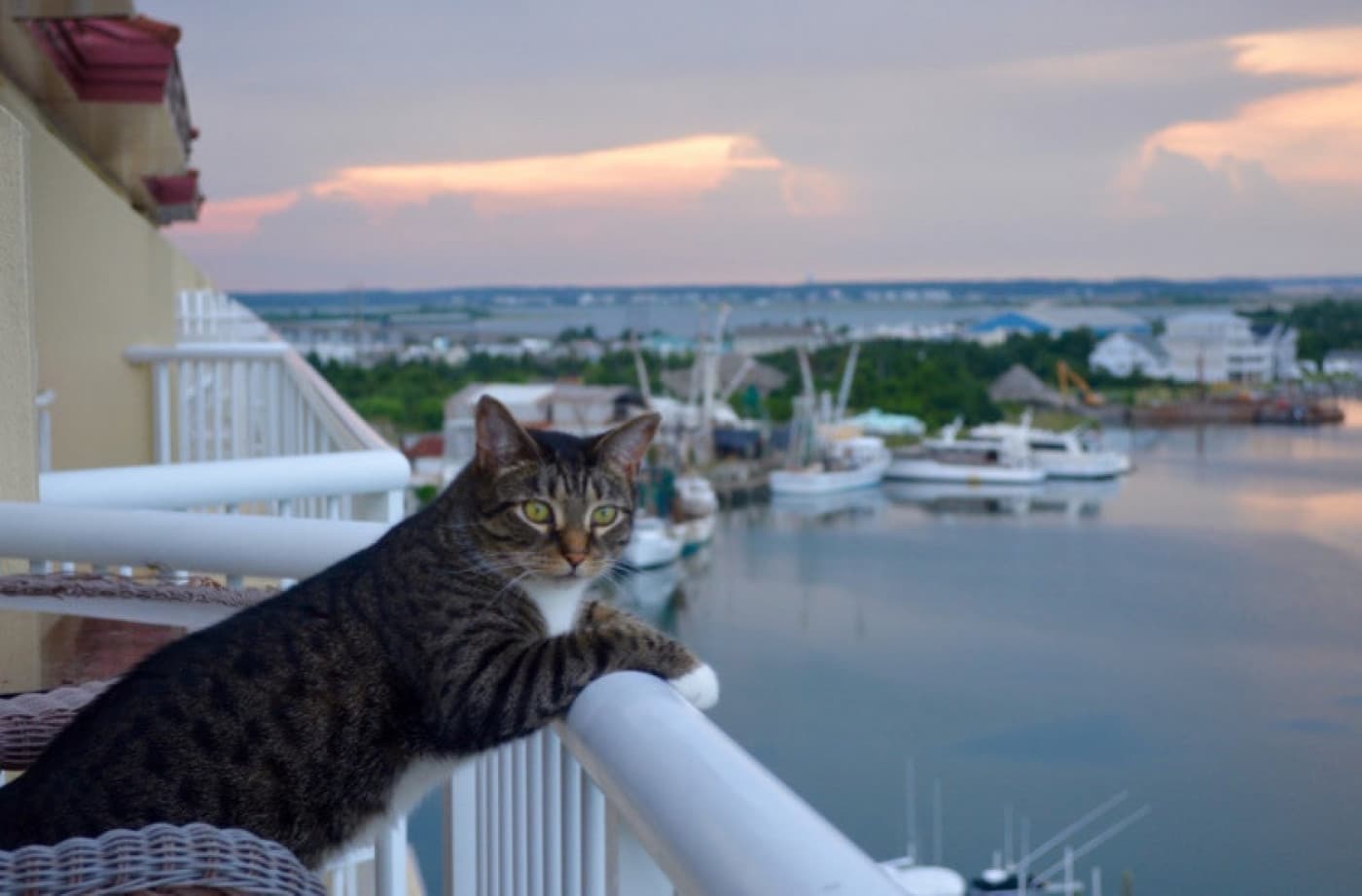 Kedinizle Birlikte Tatile Çıkabilmek İçin İpuçları - Kedinizle Birlikte Tatile Çıkabilmek İçin İpuçları Bir yolculuk yapmayı planlıyorsanız sevgili kedi arkadaşınızı yanınızda götürmek size cazip gözükebilir. Sonuçta dört ayaklı dostunuzu bir tatil veya kamp gezisinde yanınızda bulundurmak, seyahatinizi daha eğlenceli bir hale getirebilir! Ancak, macerayı evcil hayvanınızla paylaşmak isterken göz önünde bulundurmanız gereken bazı şeyler vardır. Köpeklerin aksine kediler, seyahat etmeyi gerçekten sevmezler ve alıştıkları ortamdan