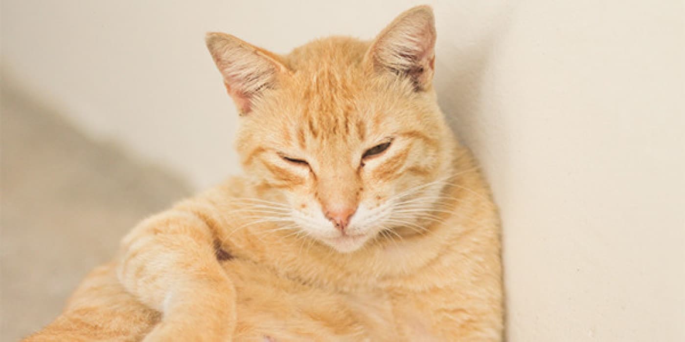 Kendini Çok Tımar Eden Kediler - Yalama dürtüsü, kedilere doğal ve içgüdüsel olarak gelişir ancak bazen bu normal tımar etme dürtüsü, çizgiyi aşarak takıntılı davranışa dönüşür. Kedinizin yalama sıklığı veya süresi aşırı görünüyorsa, sorunu görmezden gelmeyin. Kedinizin alışılmış tımar etme davranışının artık çok normal olmadığından şüpheleniyorsanız yapabilecekleriniz burada… Kediler genellikle günlerinin %30 ila %50’sini kendilerini tımarlayarak geçirir. Kediler sıklıkla kendilerini tımar