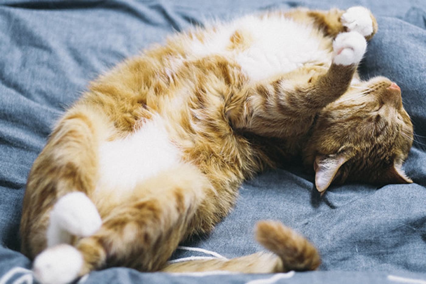 Kısırlaştırılmış Kediye Normal Mama Verilir mi? - Kısırlaştırılmış Kediye Normal Mama Verilir mi? Kediler, evcil hayvanlar arasında en sevimli ve sadık dostlarımızdan biridir. Kısırlaştırma, bu sevimli dostlarımızın sağlığı ve davranışları üzerinde olumlu etkiler bırakan yaygın bir uygulamadır. Ancak kısırlaştırılmış kedilerin beslenme ihtiyaçları, genel kedi beslenme rutininden farklılık gösterebilir. Bu nedenle, kısırlaştırılmış kedilerin sağlığını korumak ve yaşamlarının keyifli geçmesini sağlamak için uygun bir