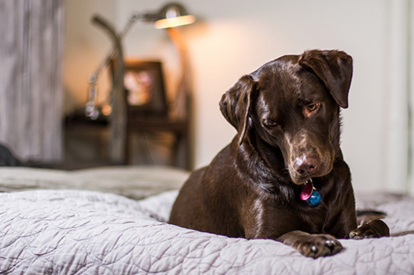 Köpeğim Neden Çok Su İçiyor? - Köpeğim Neden Çok Su İçiyor? Hava durumundan evcil hayvanınızın egzersizine, diyetine ve tıbbi koşullarına kadar pek çok şey köpeğinizin her gün ne kadar su içtiğini etkileyebilir. Tıbbi olarak polidipsi olarak bilinen aşırı susuzluk çoğu zaman fark edilmeyebilir. Bununla birlikte, köpeğinizin normalde ne kadar su içtiğini bilmek önemlidir, böylece rutinlerinde herhangi bir değişiklik olduğunu fark edebilirsiniz.