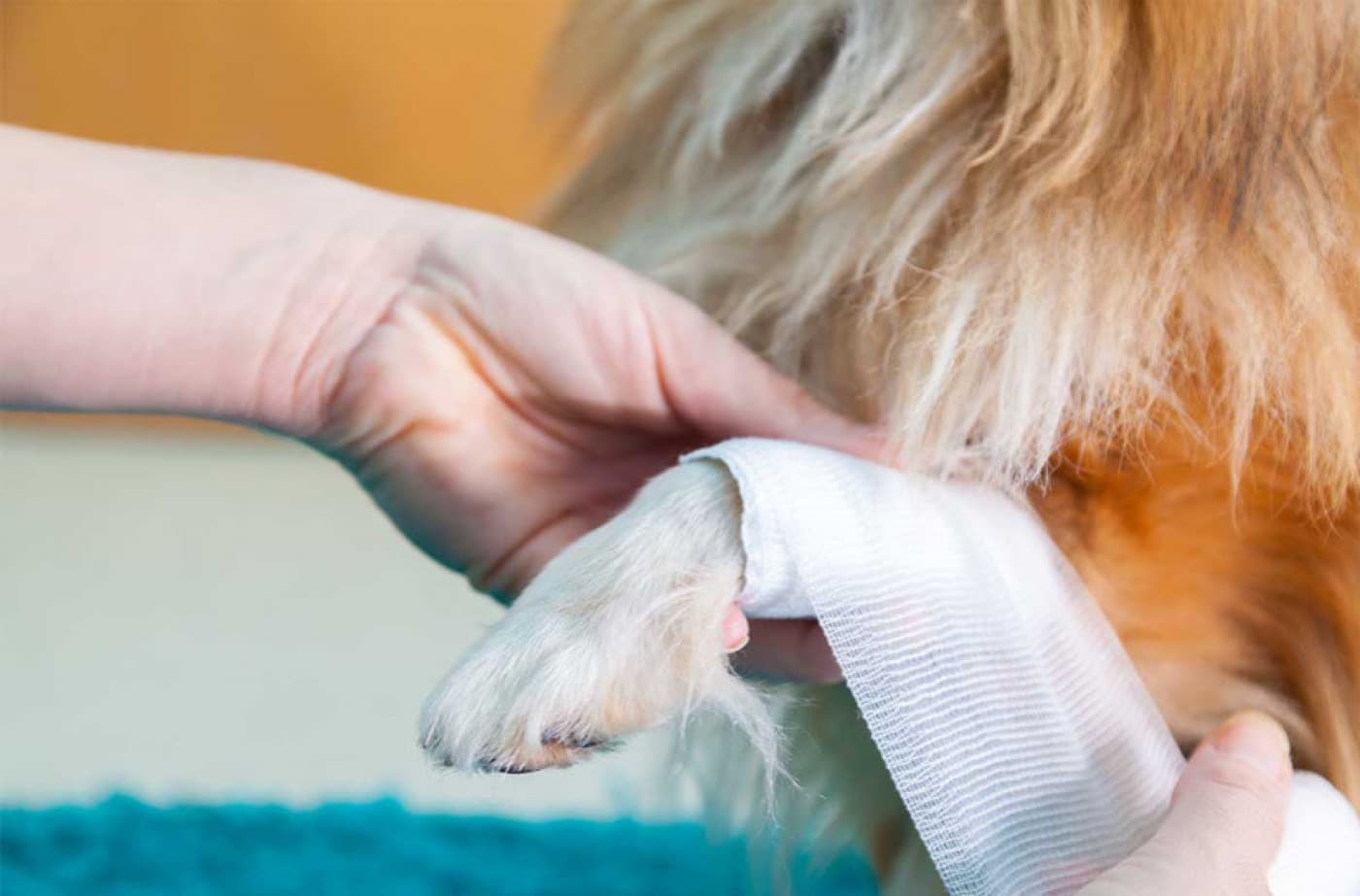 Köpeğinizdeki Ağrıyı Nasıl Tanırsınız ve Yardım Etmek İçin Ne Yapabilirsiniz? - Köpeğinizdeki Ağrıyı Nasıl Tanırsınız Ve Yardım Etmek İçin Ne Yapabilirsiniz? Evcil hayvan sahipleri olarak, köpeklerimizi her ne pahasına olursa olsun korumakla sorumluyuz. Köpeklerin sert ve metanetli hayvanlar olduğu kanıtlanmıştır; içgüdüsel olarak acılarını gizlemeye çalışacaklardır. Tüylü aile üyelerimize bakmak için elimizden gelenin en iyisini yapmak isteriz ancak ya acı çektiklerini bile bilmiyorsak? Acısını gizleyen bir köpeğin