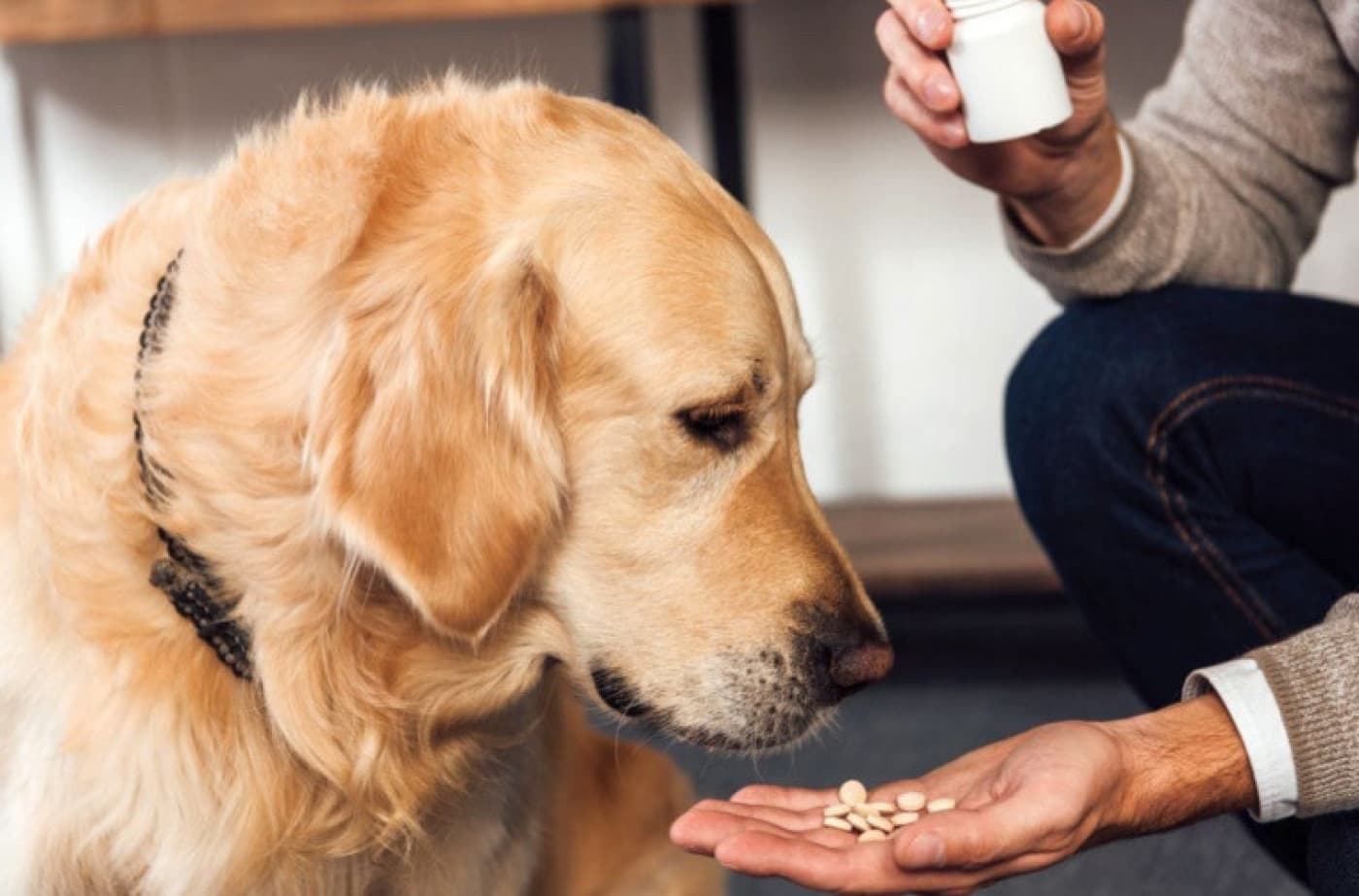 Köpeğinize Hap Vermeyi Kolaylaştırmanın 7 Yolu - Köpeğinize Hap Vermeyi Kolaylaştırmanın 7 Yolu Yavru köpeğinizin hap alması gereken zamanlar olabilir. Köpeğinize bir hap vermek, kulağa kolay gelebilir ancak onu yutmasını sağlamak bazen zorlayıcıdır. Titiz yavruların hapları tükürdükleri ya da normal mamalarının içine atılmış olanları seçip yutmadıkları bilinmektedir. Bir diğer sorun ise, hapı köpeğinizin ağzına sokarsanız parmaklarınızı ısırabilir! Köpeğinize ilaçlarını veya takviyelerini vermenin