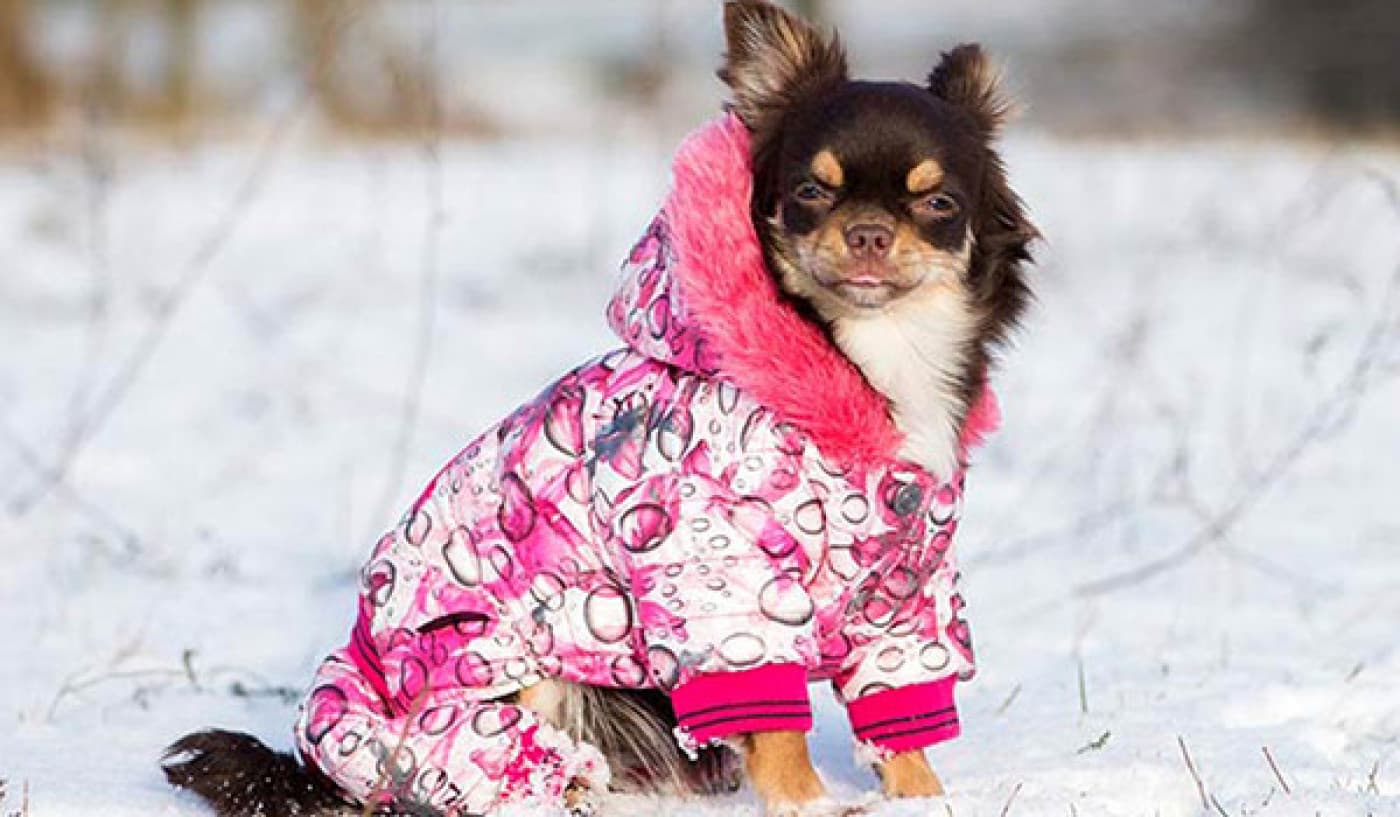 KÖPEĞİNİZE MONT ALIRKEN DİKKAT ETMENİZ GEREKENLER - Neden köpek ceketi almalıyım? Köpek paltoları, köpeğinize ek sıcaklık ve koruma sağlayabilir. Köpeğin cinsine, yaşadığınız yere ve yaşam tarzınıza bağlı olarak, birçok sahip, onları yağış, kar, karla karışık yağmur ve sert rüzgardan korumak için bir köpek ceketine yatırım yapar. Yansıtıcı özelliklere sahip köpek paltoları, önemli bir güvenlik faktörü olan ek görünürlük sağladıkları için erken veya geç yürüyüşler