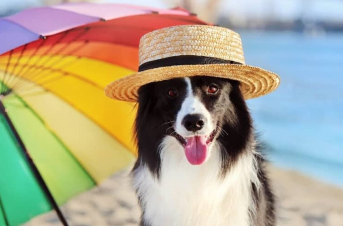 Köpeğinizin Aşırı Isındığını Gösteren İşaretler - Köpeklerde aşırı ısınma, hafife alınacak bir şey değildir. Havalar ısındıkça ısının yavrularınızı nasıl etkilediğinin farkında olmak önemlidir. Köpeklerde aşırı ısınma, sıcak çarpması ve kalp durması gibi ciddi ve potansiyel olarak ölümcül koşullara yol açabilir. Yaz aylarında köpeğinizin güvenli ve serin kalmasına yardımcı olmak için aşırı ısındığına ve nasıl önleneceğine dair işaretleri öğrenmeniz önemlidir. Köpeğinizin aşırı ısındığını gösteren işaretler şunlar