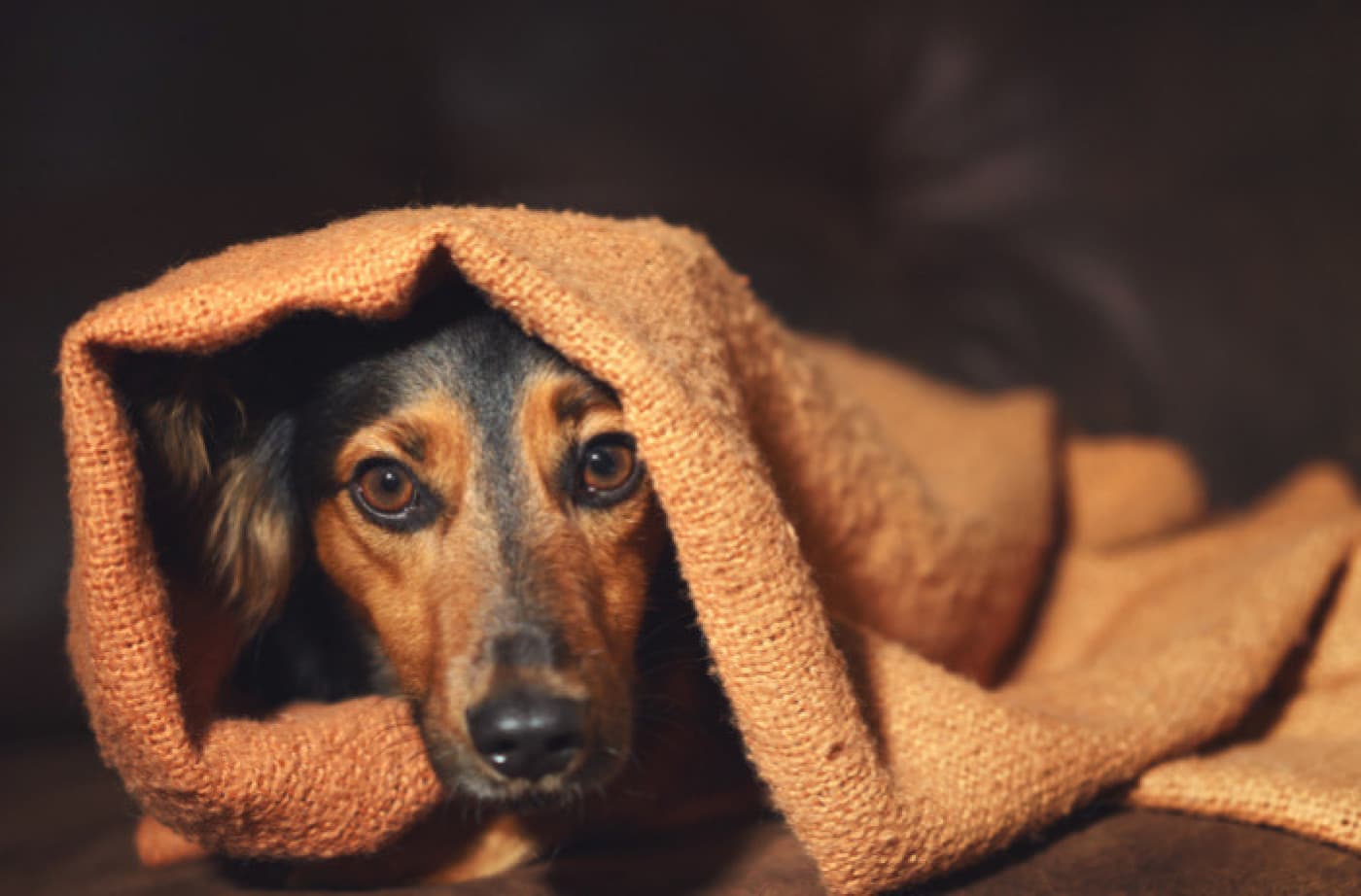 Köpeğinizin Kaygı ve Stresle Savaşmasına Yardımcı Olmak - Köpeğinizin Kaygı ve Stresle Savaşmasına Yardımcı Olmak 2020 yılında yaklaşık 14.000 evcil köpek üzerinde yapılan bir araştırmaya göre, köpeklerin yüzde 70’inden fazlası bir tür anksiyete gösteriyor. Araştırma, köpeklerde stres ve anksiyetenin en yaygın nedenlerinden bazılarının gürültü (havai fişek, gök gürültülü fırtınalar), ayrılık kaygısı, belirli yüzeylerden ve yabancılardan korkma olduğunu ortaya koymuştur. Köpeklerde anksiyete ve stres,