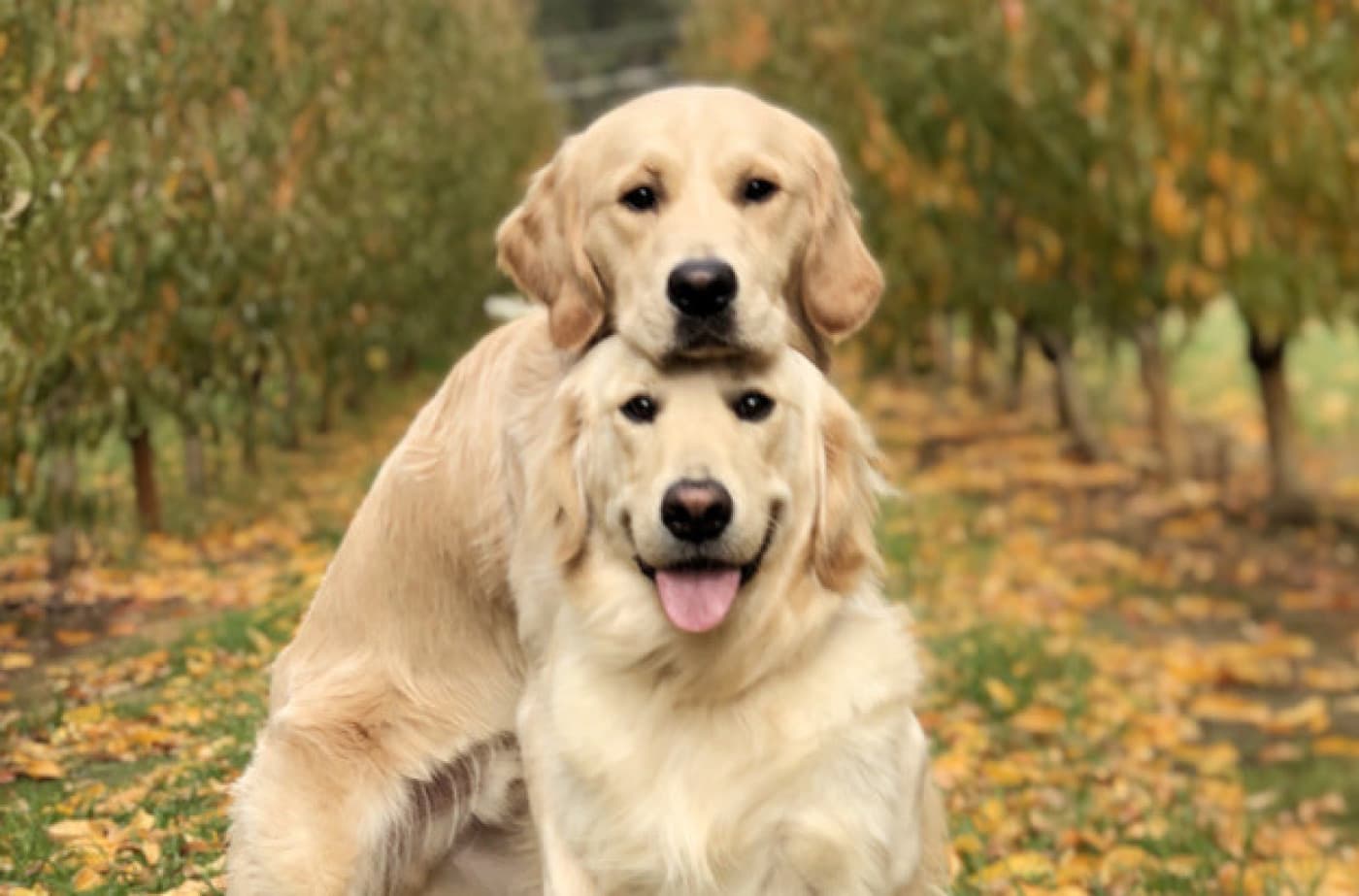 Köpeğinizin Sağlığını İyileştirmenin 5 Anahtar Yolu - Köpeğinizin Sağlığını İyileştirmenin 5 Anahtar Yolu Çok sevdiğiniz bir evcil hayvan hayatınızda büyük bir neşe kaynağıdır. Çok fazla sevgi verirler ve her güne mutluluk katarlar. Köpeğinizi sağlıklı tutmak için elinizden gelen her şeyi yaparak ona ne kadar değer verdiğinizi gösterin. 1) Ruh Hallerine Ve İhtiyaçlarına Karşı Dikkatli Olun Köpeğinizin de tıpkı sizin gibi benzersiz bir