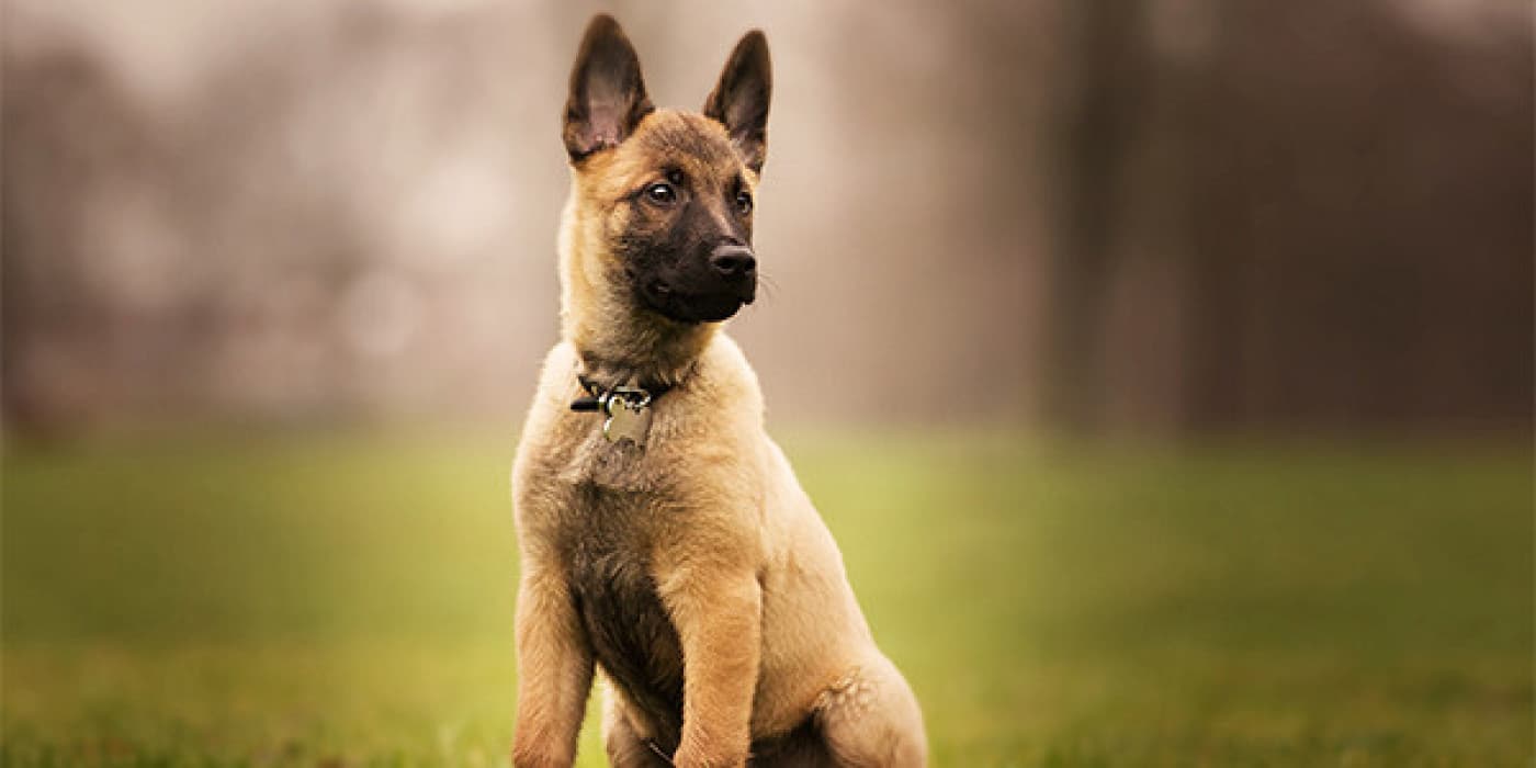 Köpek Bakımı Nasıl Yapılır? - Köpekler sadık ve sevgi dolu arkadaşlardır. Genellikle bizim onlara verdiğimiz sevgiden çok daha fazlasını bize verirler; ancak, sağlıklı ve mutlu kalmaları için çok fazla özen göstermemiz gerekmektedir. Bir köpek sahiplenmeyi planlıyorsanız, uzun ve sağlıklı bir arkadaşlık için göz önünde bulundurmanız gereken birçok şey bulunmaktadır. Köpeğinizin Temel İhtiyaçlarını Karşılama Kaliteli ve sağlıklı bir içeriğe sahip bir