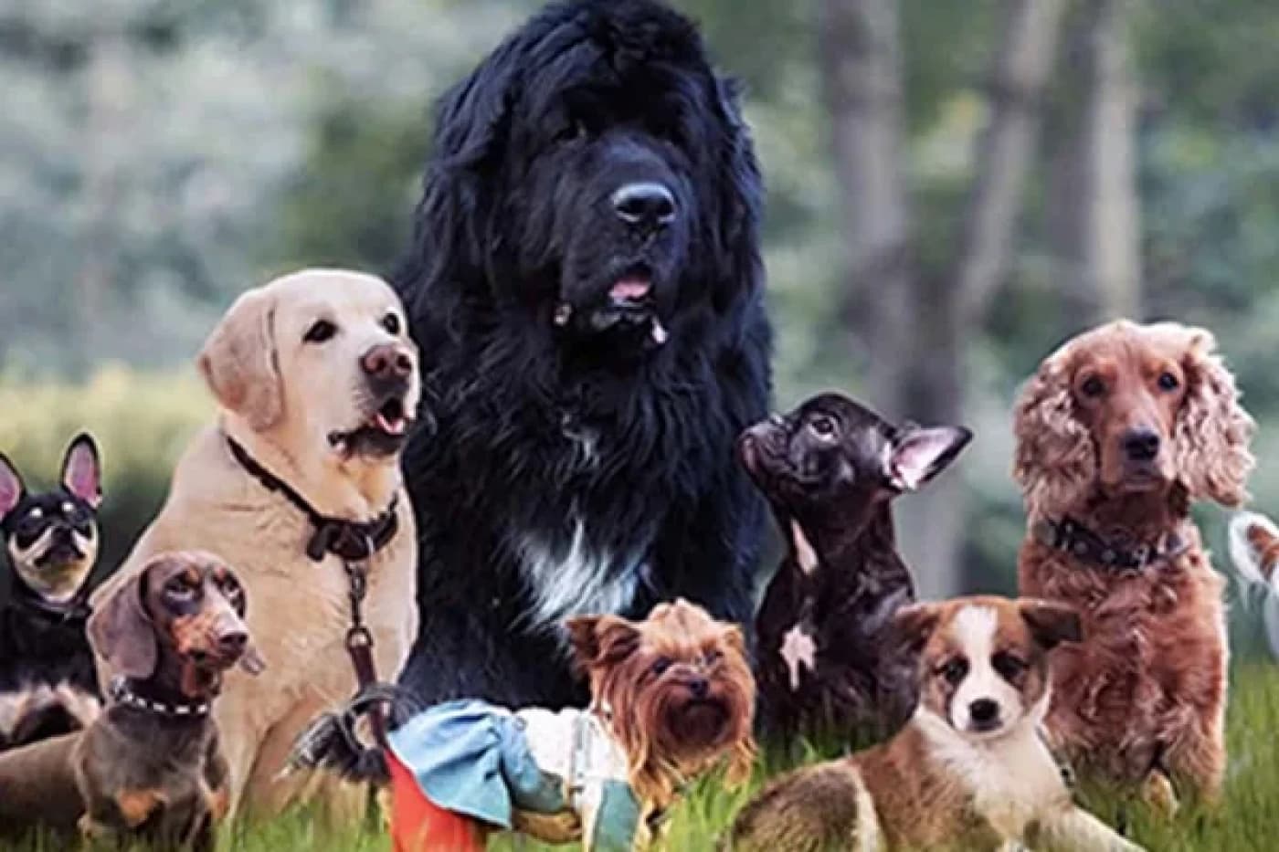 Köpek Irklarına Göre Mama Seçiminin Önemi - Köpeklerde Mama Seçimi Nasıl Olmalıdır? Köpeklerde mama seçimi bu canlıların sağlıklı ve uzun bir hayata sahip olması açısından büyük bir rol oynar. Özellikle yavruluktan yetişkinliğe kadar geçen süreçte doğru mama seçimi, köpeğinizin bağışıklık sisteminden tüy kalitesine, sindirim sağlığından enerji düzeyine kadar pek çok faktörü etkiler. Mama seçimi yalnızca besin vermek değil, aynı zamanda yaşam kalitesini