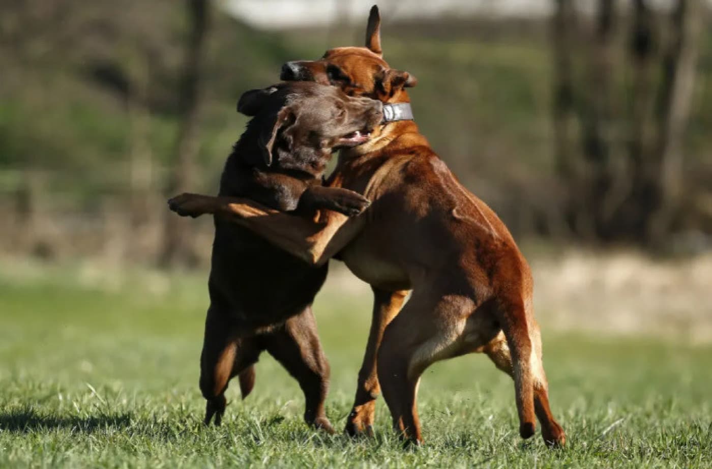 Köpek Kavgası Nasıl Ayrılır? - Köpek Kavgası Nasıl Ayrılır? Dört ayaklı dostunuzla dışarı çıktığınızda bir köpek kavgası çıkma olasılığı gerçek bir risktir. Köpekler arasındaki kavgalar yaygındır ve genellikle çok ani başlar. Köpekler, başka köpeklerle karşılaştıklarında ne yapacakları belli olmaz. En pasif köpek bile çok az veya hiç uyarı olmadan saldırabilir veya saldırıya uğrayabilir. Köpek Kavgasını Önleme Önleme, en iyi savunmadır.