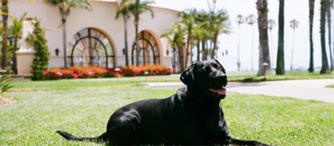 Köpek Oteli Nedir? Neden Kullanılır? - Köpek otelleri, insanların seyahatleri sırasında özellikle sahipli köpekleri bıraktıkları yerlerdir. Ülkemizde birçok köpek oteli vardır. Ama kendi bulunduğumuz alandan söz edecek olursak kafes, kabin sistemi olmayan köpeklerin evdeki gibi sahipleriyle yaşadıkları hayatı bizde yaşadıkları, odalarda kaldıkları, koltuklarda yattıkları büyük bahçelerde her an bizlerle birlikte oldukları keyifli bir yerdir. Neden Kullanılır? Köpekler de insanlar gibi hayata