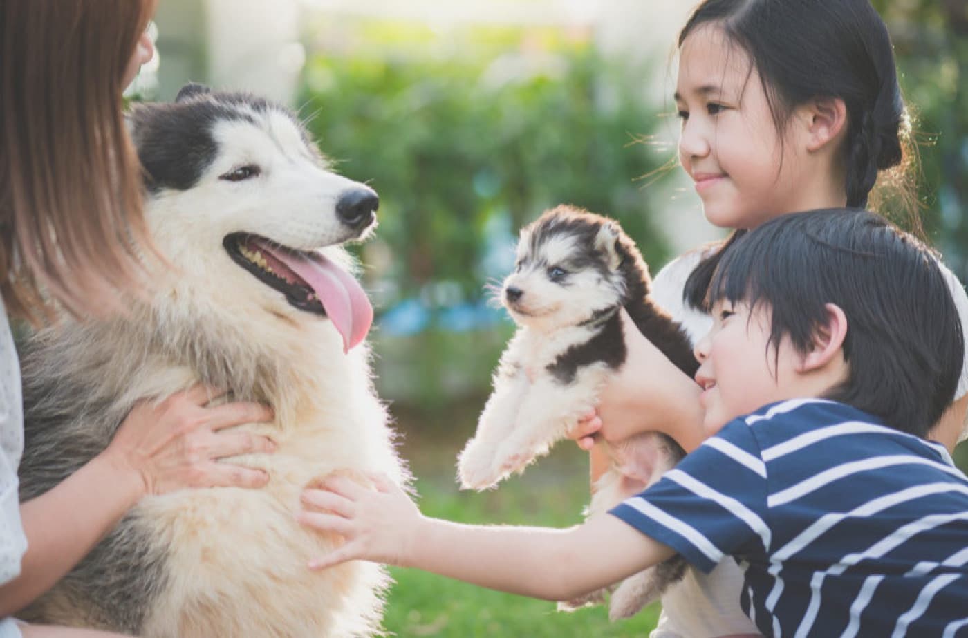 Köpek Sahiplenmeden Önce Bilinmesi Gerekenler - Köpek Sahiplenmeden Önce Bilinmesi Gerekenler Köpek sahibi olmadan önce ön araştırma yapılması gerekmektedir. Yavru köpek sahiplenecek olanların ön araştırma yapmadan köpeği sahiplenmesi, köpekle olan bağının zayıf olmasına sebebiyet verir. Köpeğe eğitimin yeterince iyi verilmemesi, hayatı boyunca sorun yaşamasına neden olur. İnsanlar, genellikle birkaç gün geçtikten sonra zamanlı zamansız havladıkları, halıları kirlettiği, koltukların ayaklarını kemirdiği için