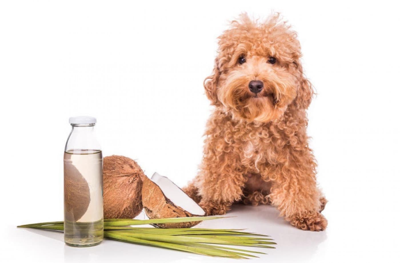 Köpek Yaralarına En Pratik Çözüm: Hindistan Cevizi Yağı - Köpek Yaralarına En Pratik Çözüm: Hindistan Cevizi Yağı Etrafta hindistan cevizi yağı ve köpek sağlığına olan faydaları hakkında birçok bilgi dolaşıyor. Fakat bunun ne kadarı doğrudur? Cevap: oldukça fazla. Hindistan cevizi yağı, köpek arkadaşlarımızı sağlıklı tutmaya yardımcı olmak için oldukça olağanüstü şeyler yapabilir. Ayrıca her yıl daha fazla bilimsel araştırma, hindistan cevizi yağının farklı tıbbi faydalarını öğreniyor. Tüylü