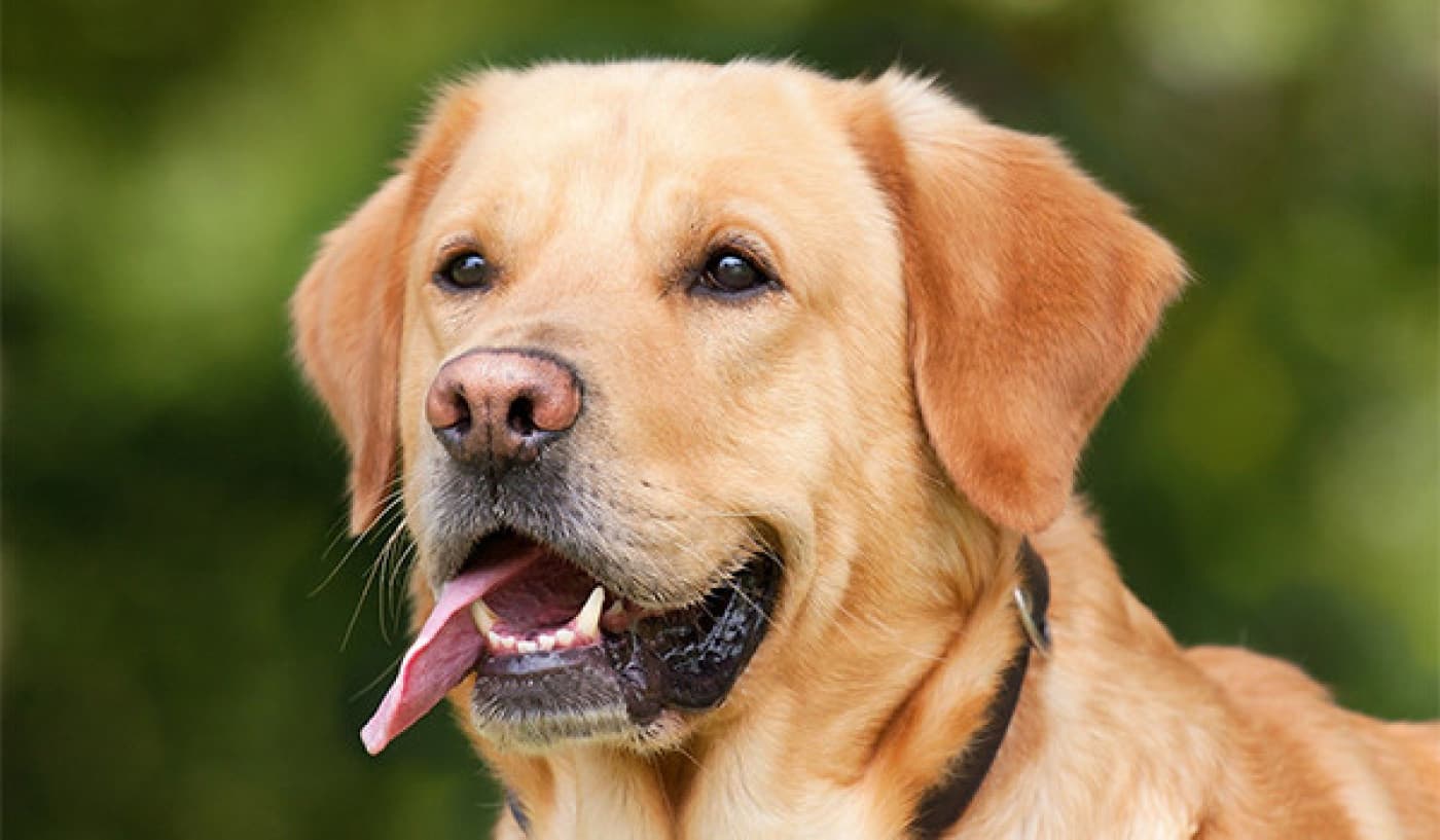 Köpek Yaşı Hesaplama - Eğer bir köpeğiniz varsa siz de mutlaka köpeğinizin insan yaşına göre kaç yaşında olduğunu hesaplamışsınızdır ya da en azından merak etmişsinizdir. Genelde bu hesaplama yapılırken köpeğin yaşı 7 ile çarpılır ancak bu çok doğru bir hesaplama değildir. Çünkü her köpeğin olgunlaşma dönemi farklıdır. Köpeklerin gelişimine bakacak olursak, ilk birkaç ayda ve yılda insanlara göre çok