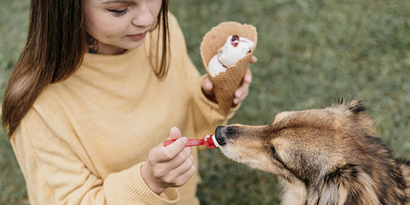 Köpekler Dondurma Yiyebilir mi? - Hemen hemen herkes dondurma yemeyi sever. Sıcak bir günde soğuk ve tatlı bir ikramdan daha iyi ne olabilir? Peki sevimli dostunuzun dondurma yemesi güvenli mi? Potansiyel Sağlık Sorunları Dondurmanın köpekler için sağlıklı bir atıştırmalık, daha doğrusu beslenme seçeneği olmaması kanıtlanmış bir durumdur. Ara sıra az miktarda vanilyalı dondurma veya mango şerbeti köpeğinizi veterinere göndermeyecektir ancak