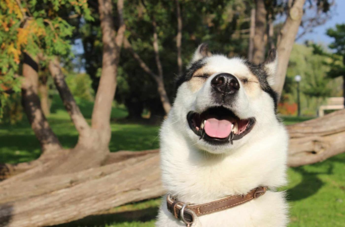 Köpekler Gülümser Mi? - Köpekler Gülümser Mi? Bilimsel araştırmalara göre köpekler, mutlu oldukları anlarda sadece kuyruklarını sallamaz aynı zamanda gülümserler. Bu şekilde de mutlu olduklarını belli ederler. Bir köpeğin nasıl hissettiği konusunda beden dili oldukça güçlü bir göstergedir. Mutlu köpeklerin vücudu, rahat ve gevşemiş olur, bu durum, ağız çevresine de yansır. Köpeğinizin ağız kenarları, ağzının geri kalanından daha yüksekteyse