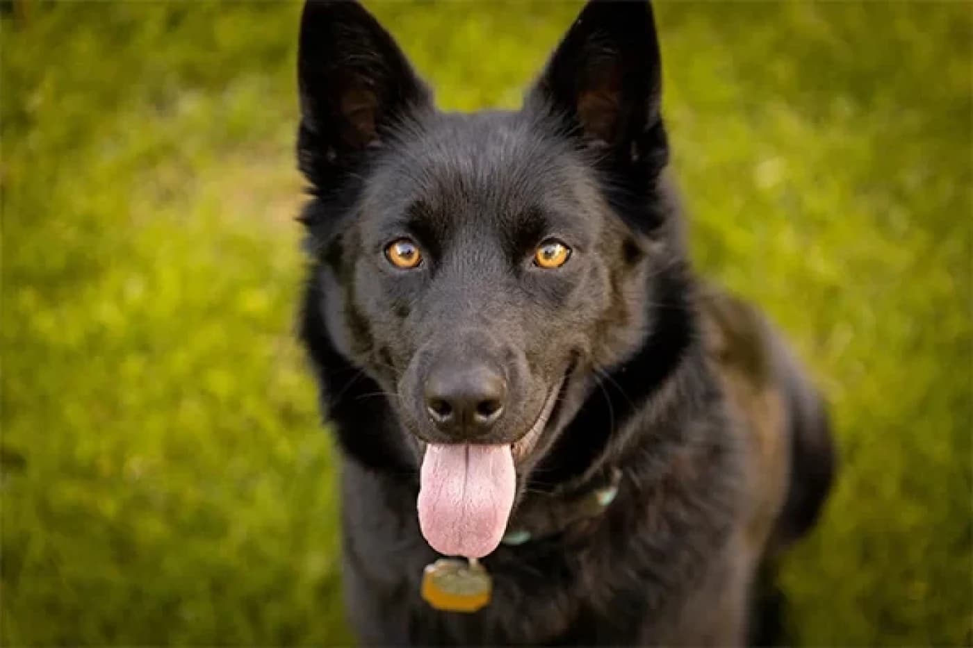 Köpekler İçin Yüksek Proteinli Mamaların Önemi - Köpeklerde Doğru Beslenme Nasıl Olmalıdır? Köpekler doğduklarında anne sütünden kesildikten sonra hayatları boyunca mama ile beslenmesi gereken canlılardır. Bir köpeği en doğru beslemenin yolunun bu olduğu söylenebilir. Eğer köpeğinizi doğru bir şekilde beslemek istiyorsanız ilk adım olarak köpeğinize uygun bir mama seçimi yapmanız gerekir. Eğer köpeğiniz yeni doğduysa ve yavru dönemindeyse buna uygun olarak küçük